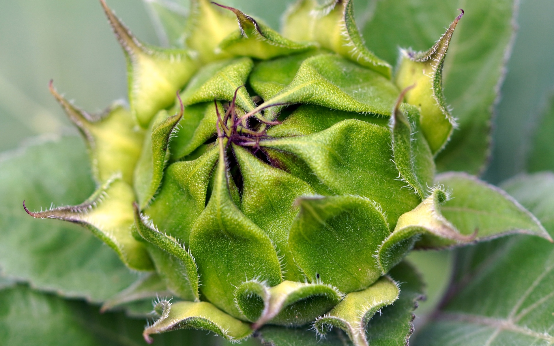 Нераспустившийся цветок подсолнуха крупным планом