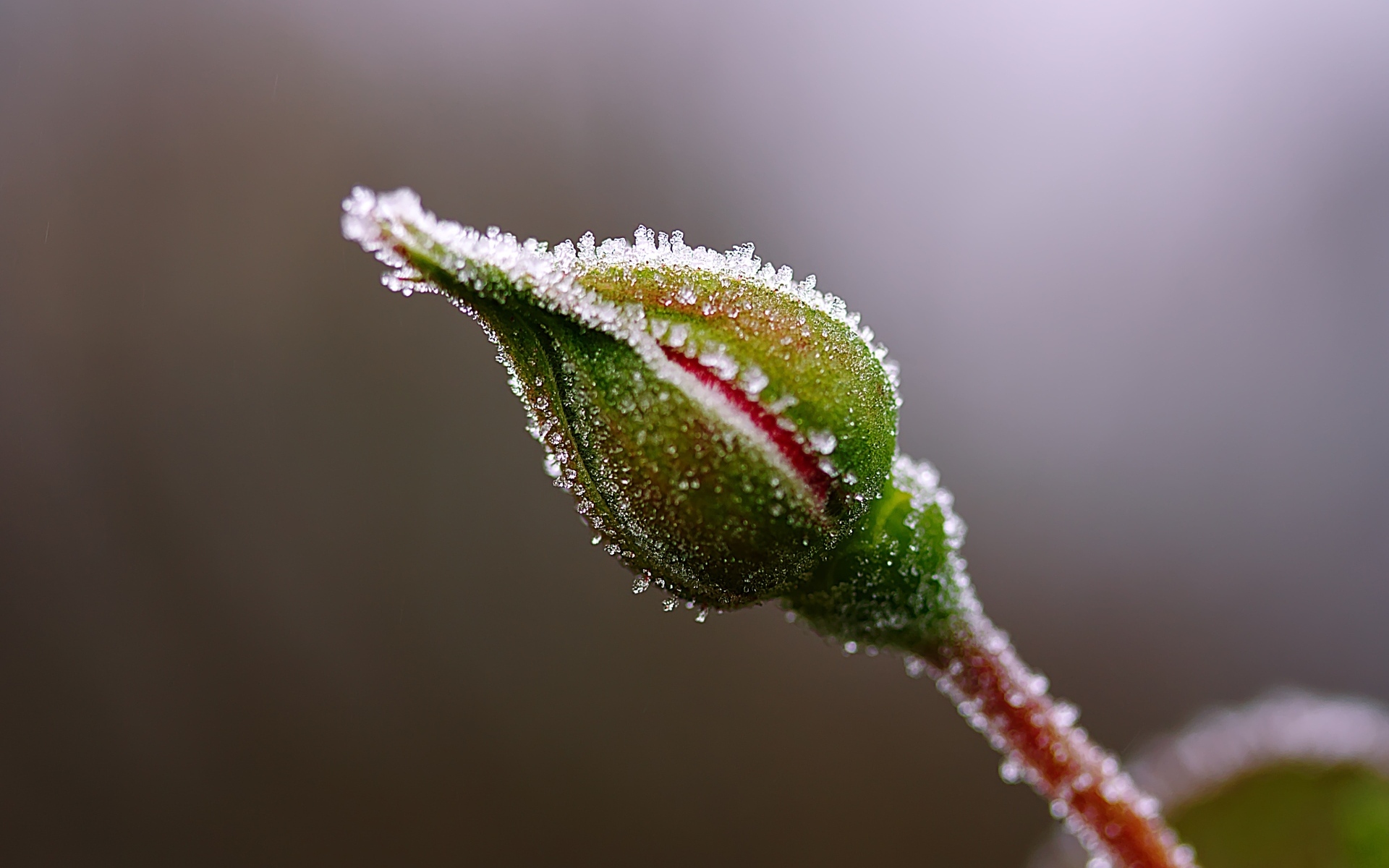 Нераспустившийся бутон розы в инее