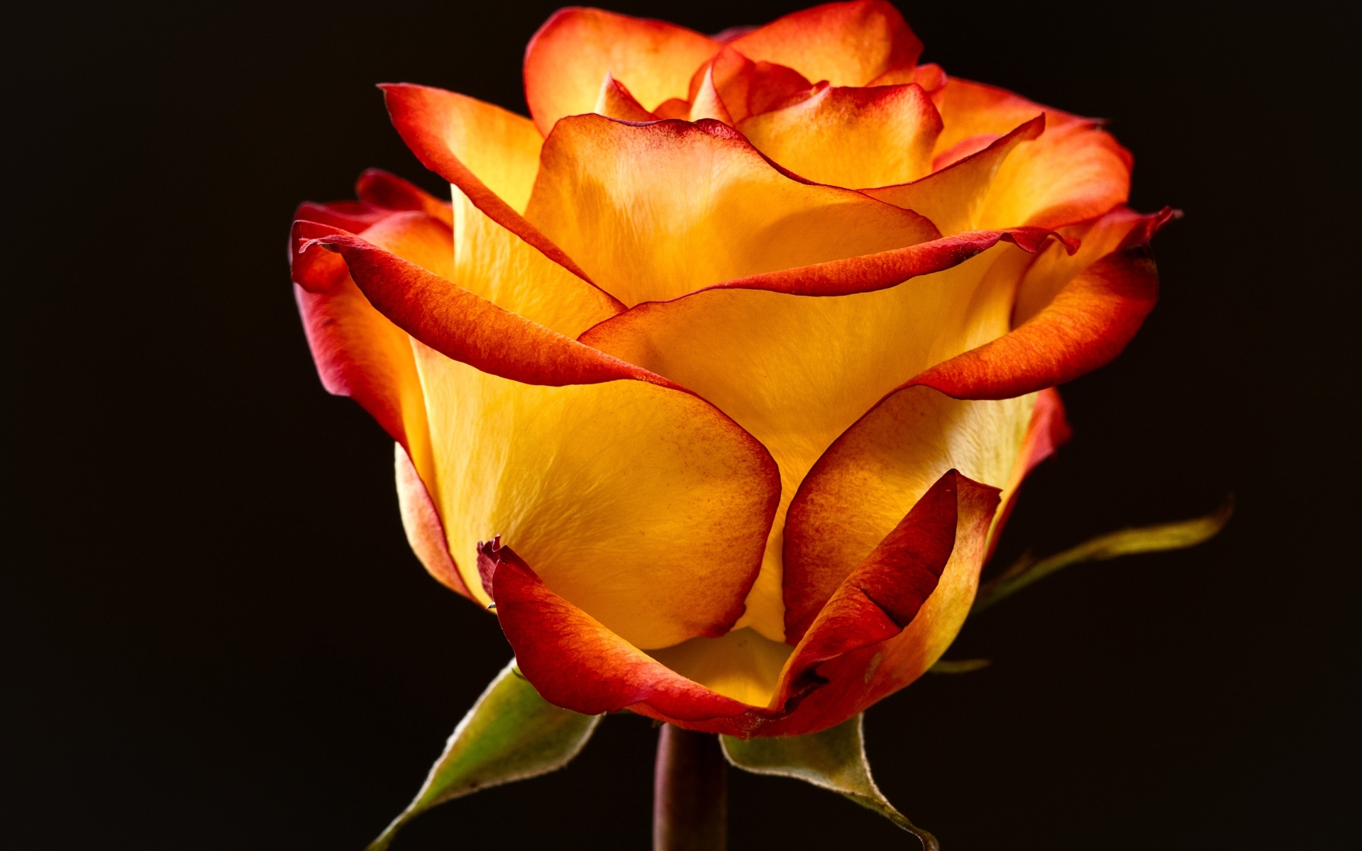 Необычная роза на черном фоне крупным планом