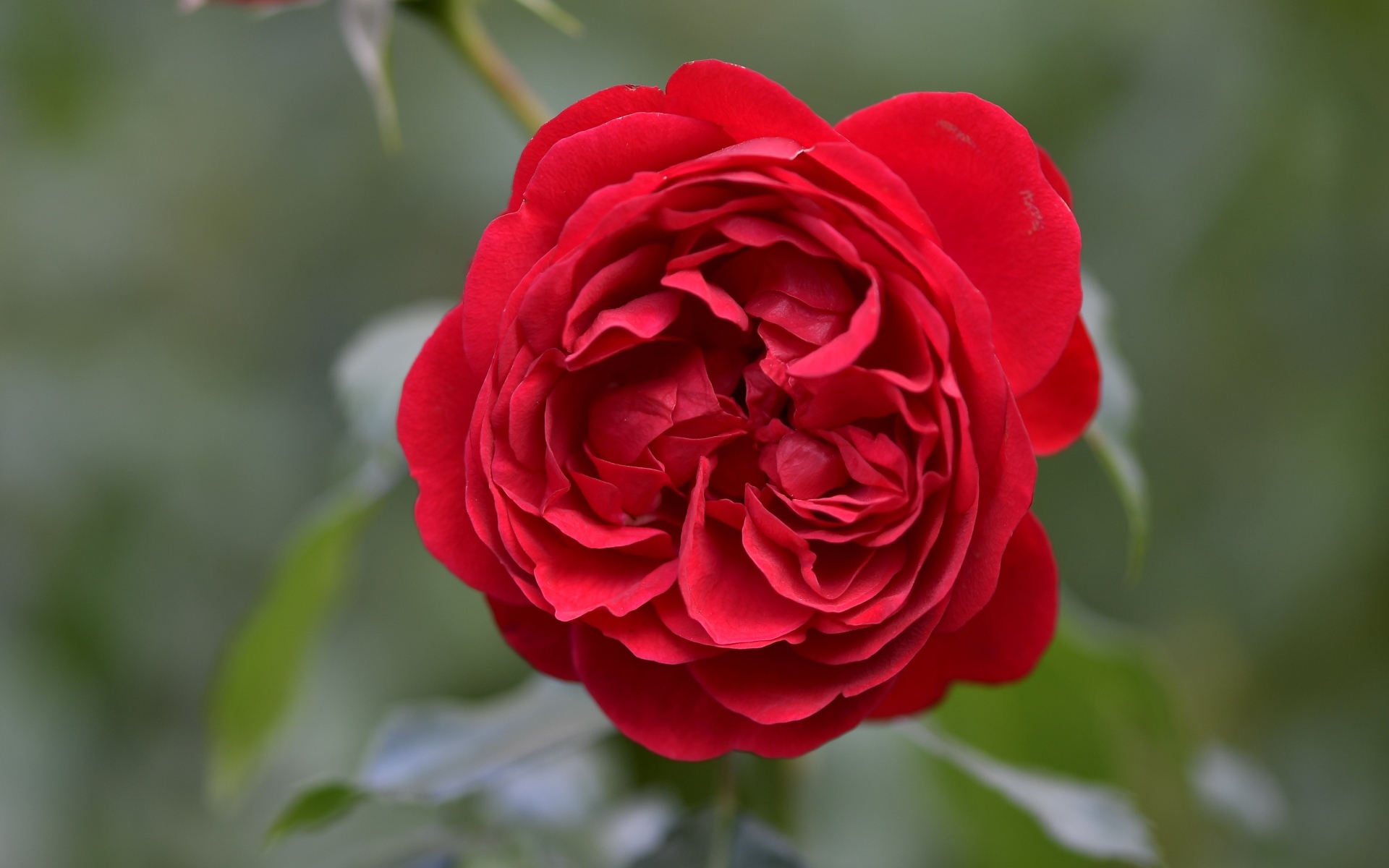 Вид на пышную красную розу