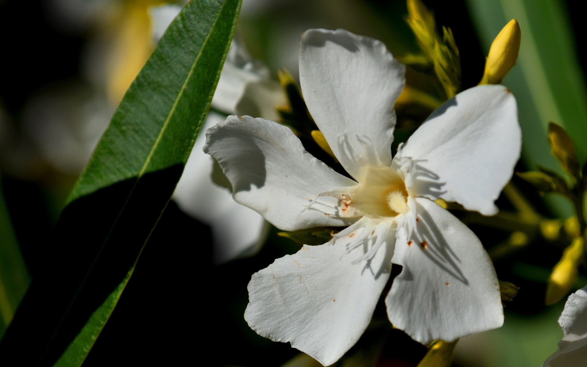 Белые красивые цветы олеандр
