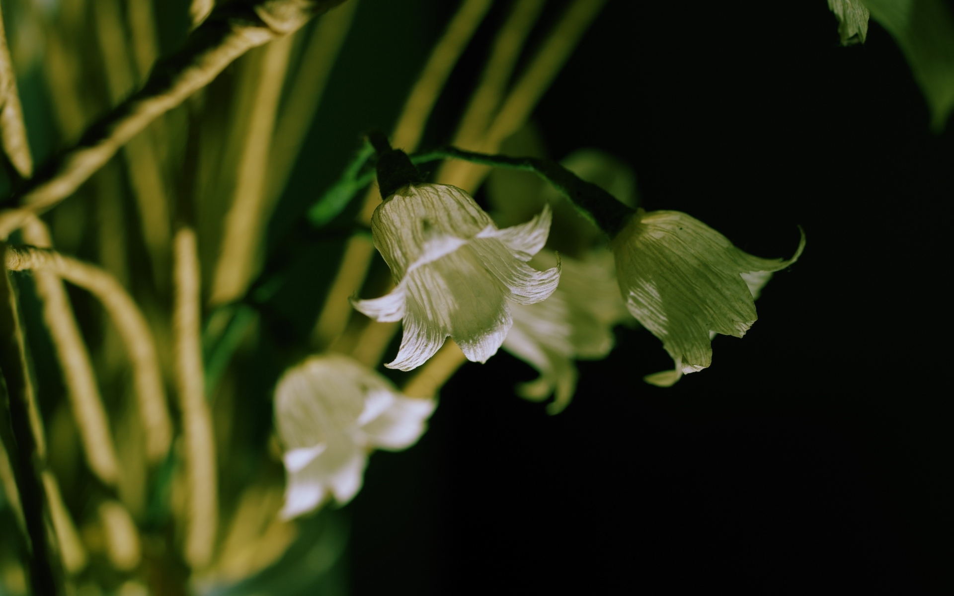 Белые цветы колокольчика крупным планом