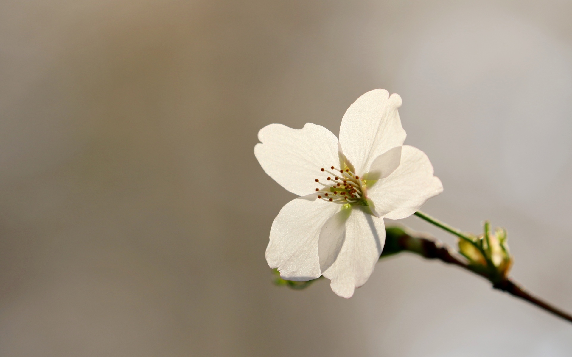 Белый цветок вишни крупным планом на сером фоне