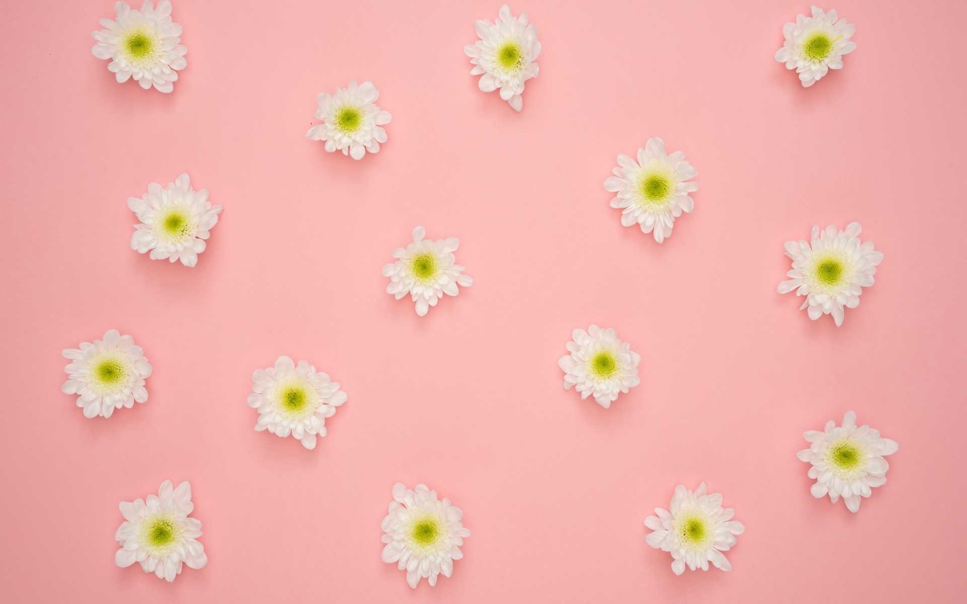 Белые цветы хризантемы на розовом фоне
