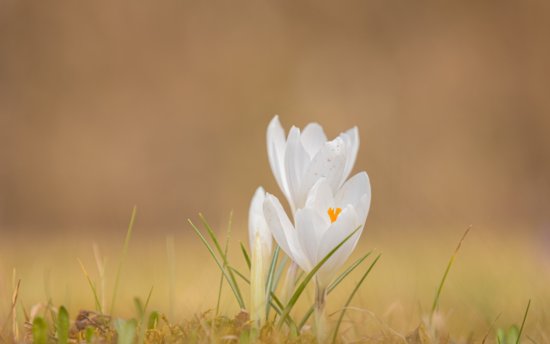 Белые крокусы на холодной земле весной