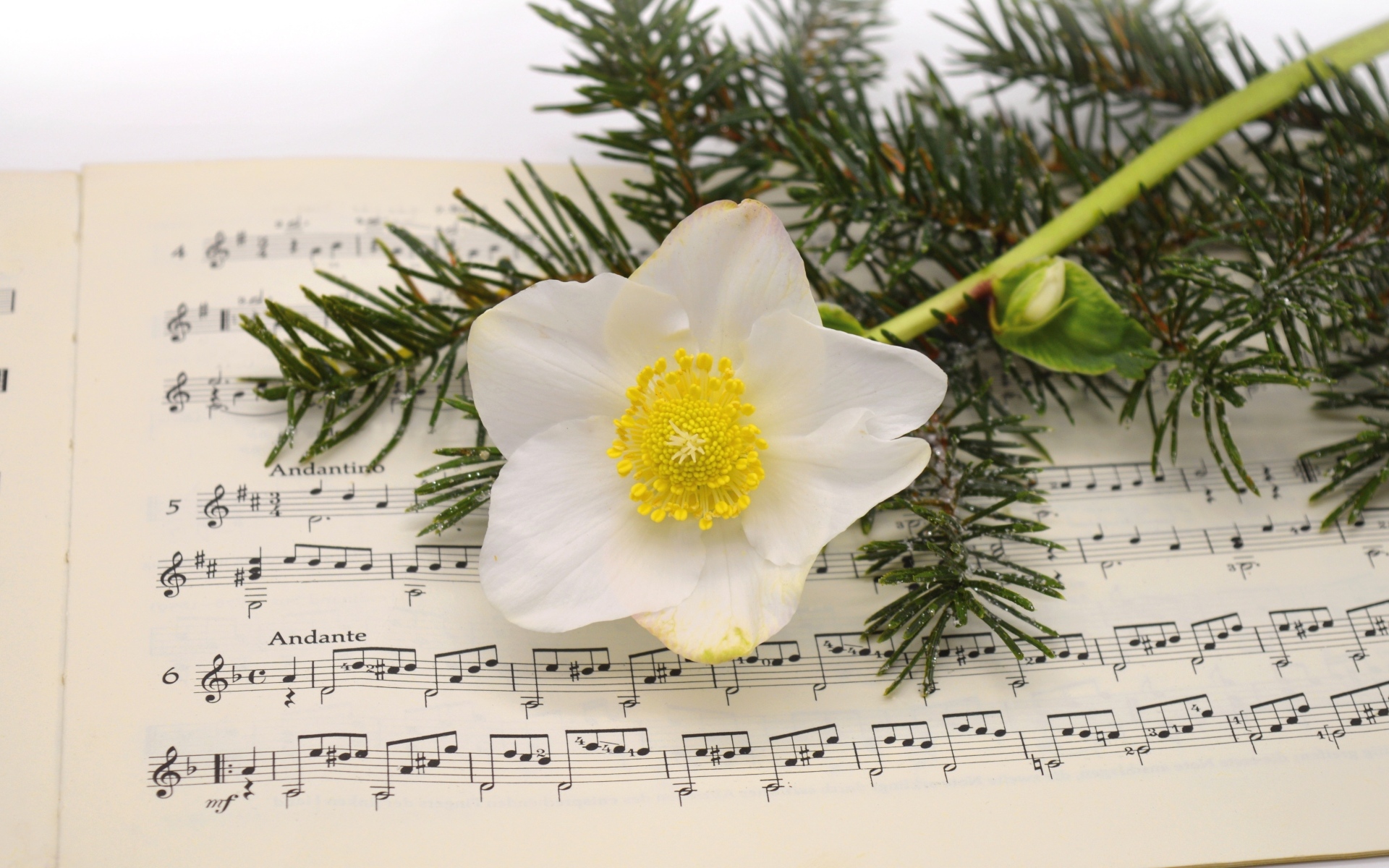 Белый цветок морозника с еловой веткой на нотной тетради
