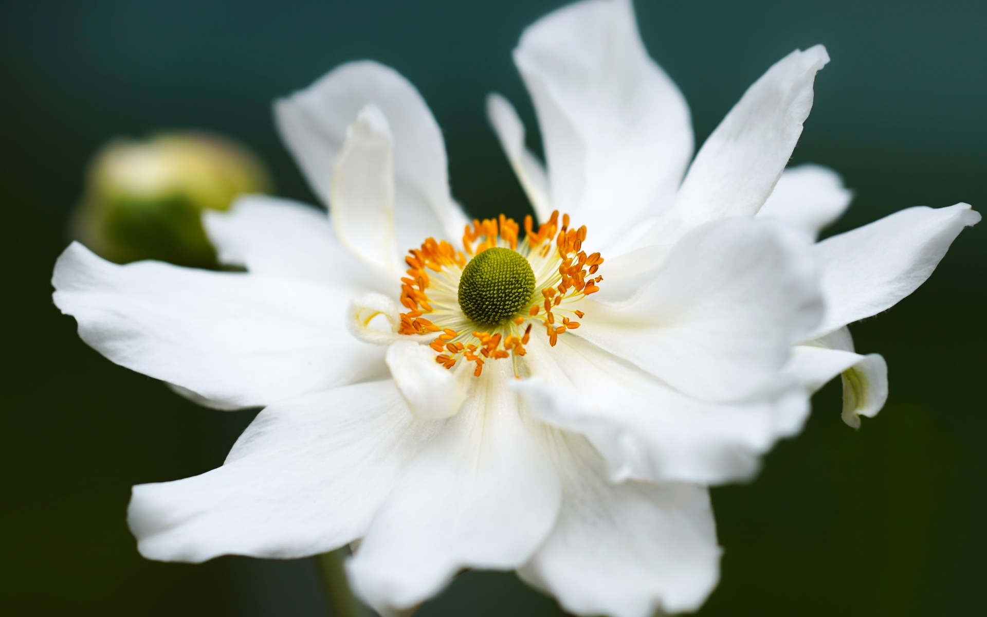 Белый крупный цветок анемоны в саду