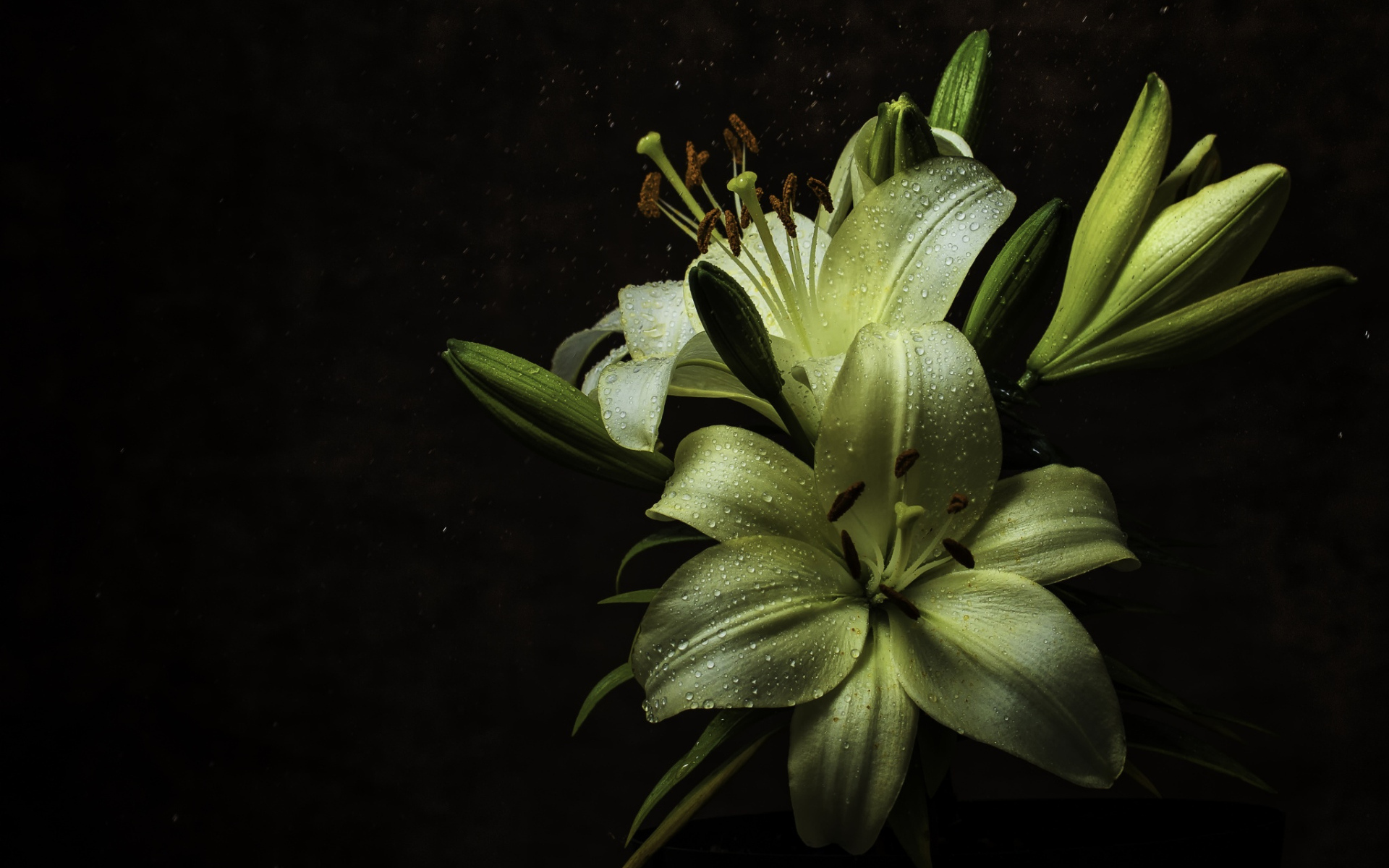 Белые цветы лилии в каплях росы на черном фоне