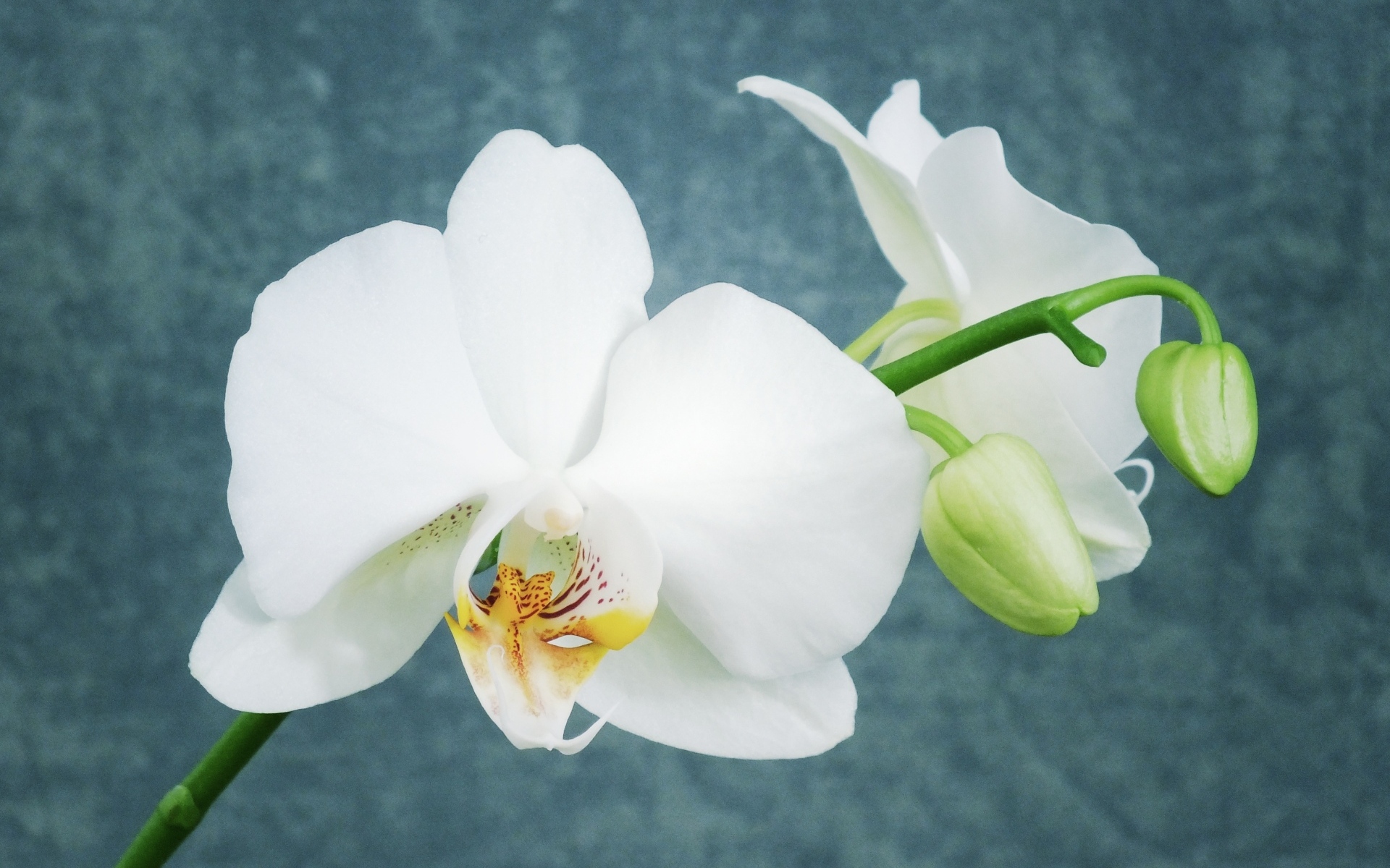 Белые орхидеи с бутонами на фоне серой стены