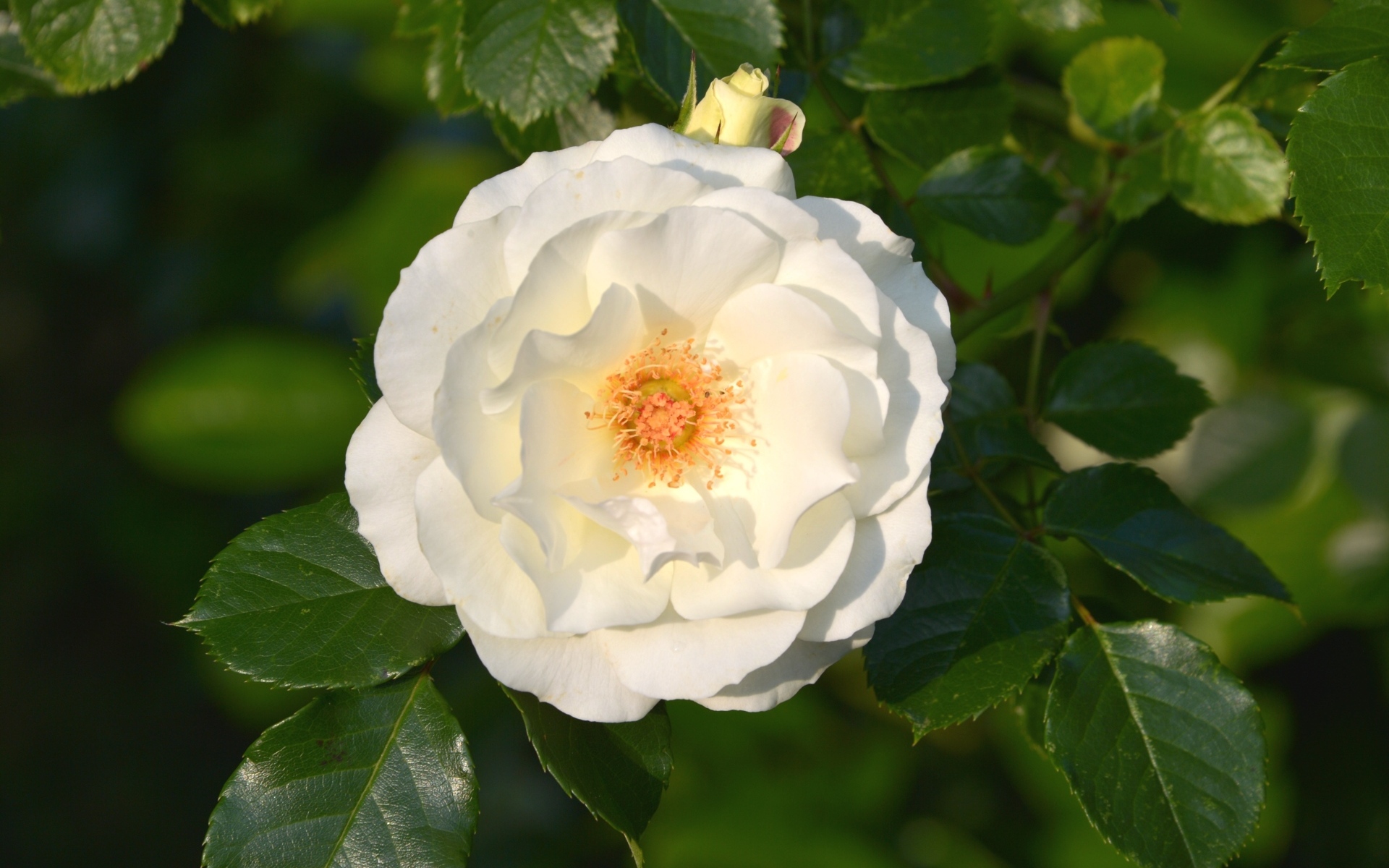 Белая роза в зеленых листьях на клумбе