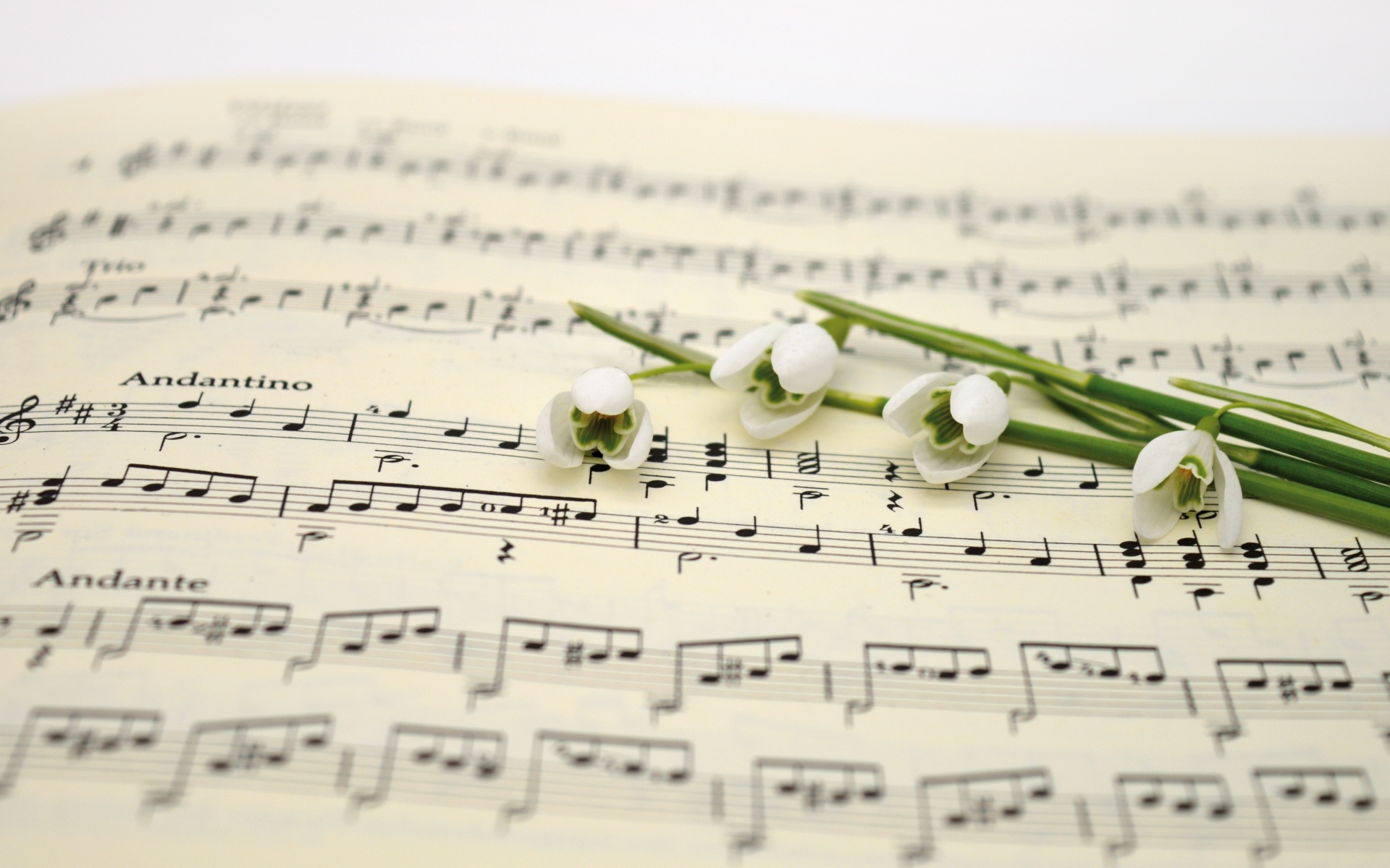 Белые подснежники на нотной тетради