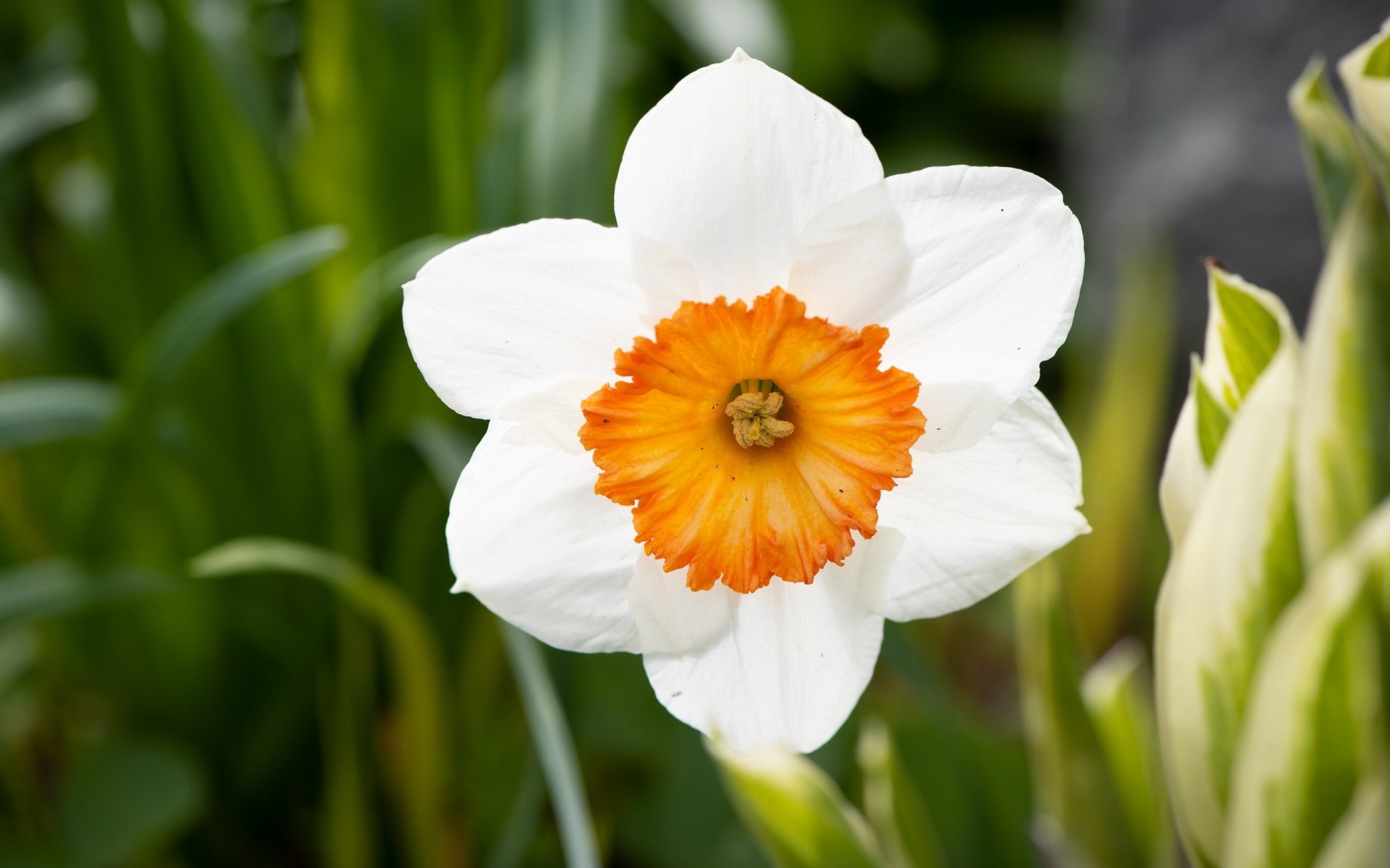 Белый весенний нарцисс крупным планом