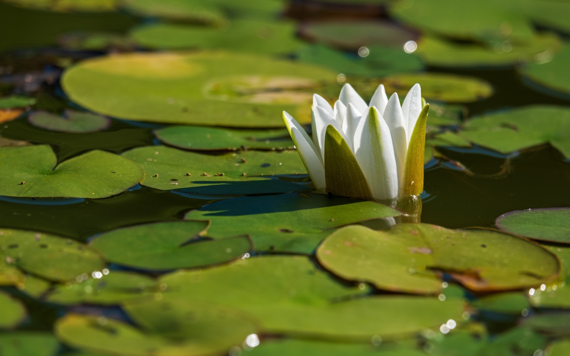 Белая водяная лилия распускается в пруду