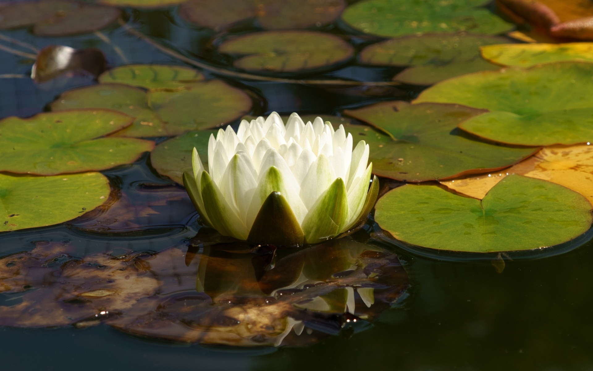 Белая водяная лилия плавает в зеленых листьях