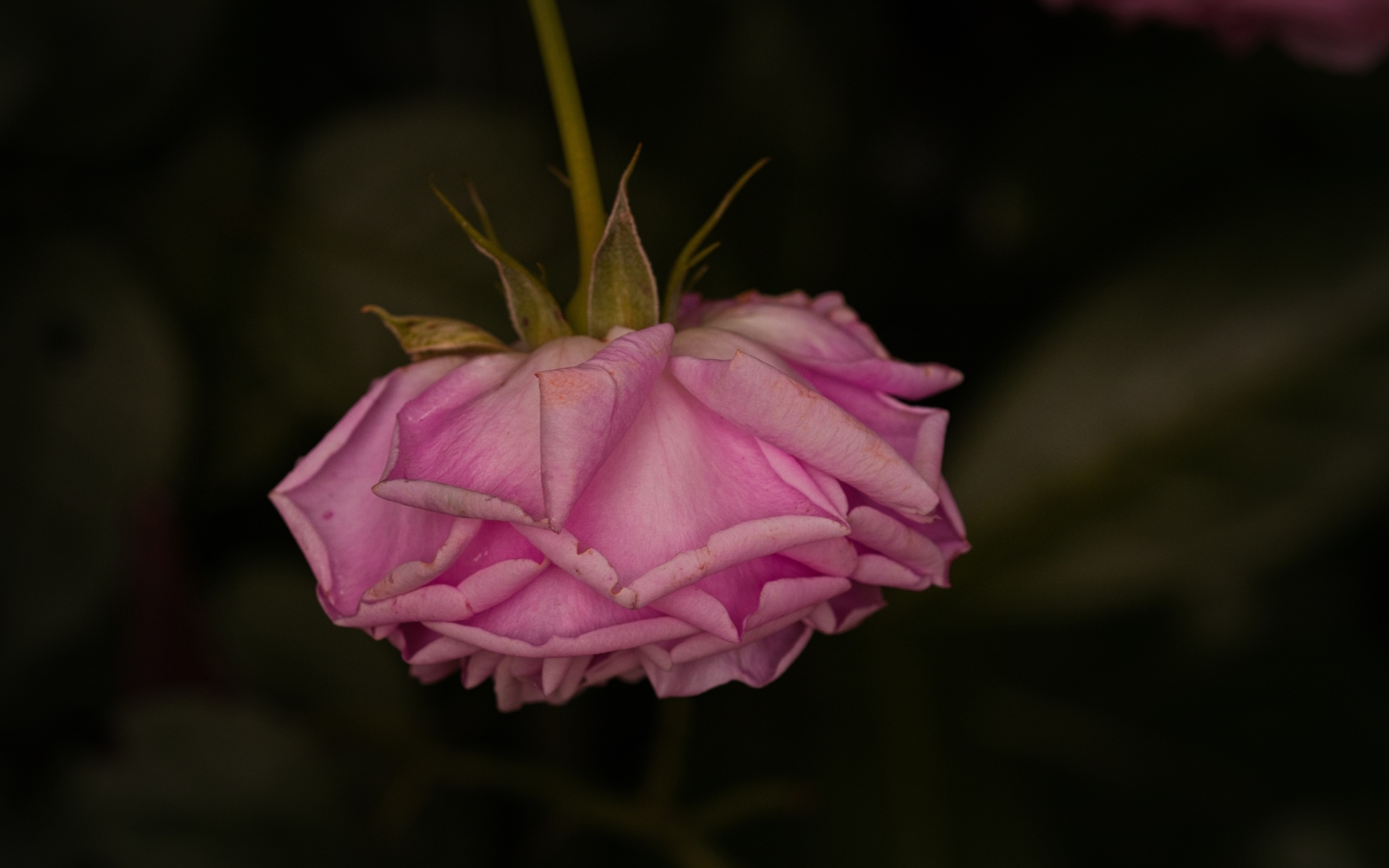 Увядшая розовая роза