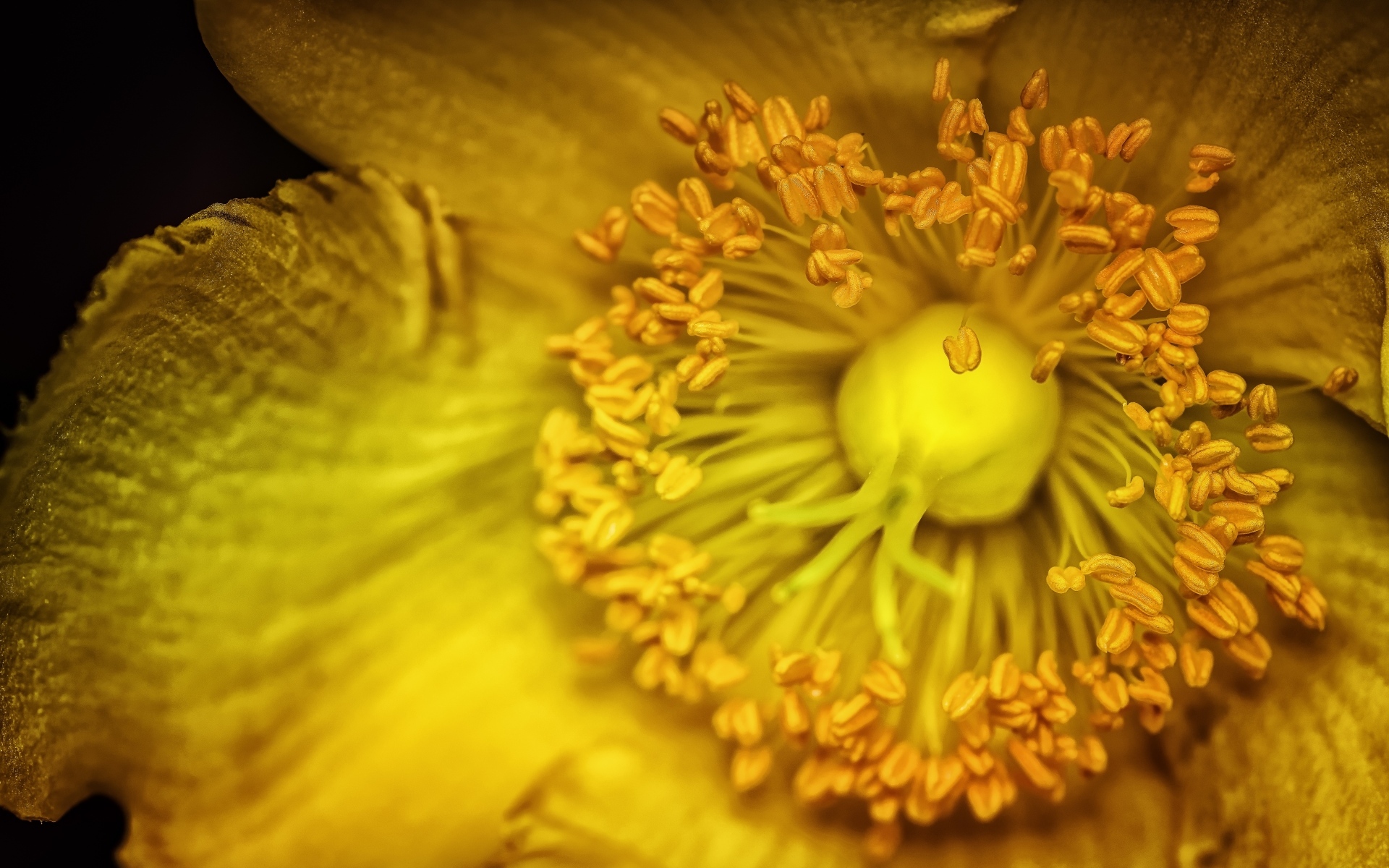 Желтый цветок анемоны крупным планом