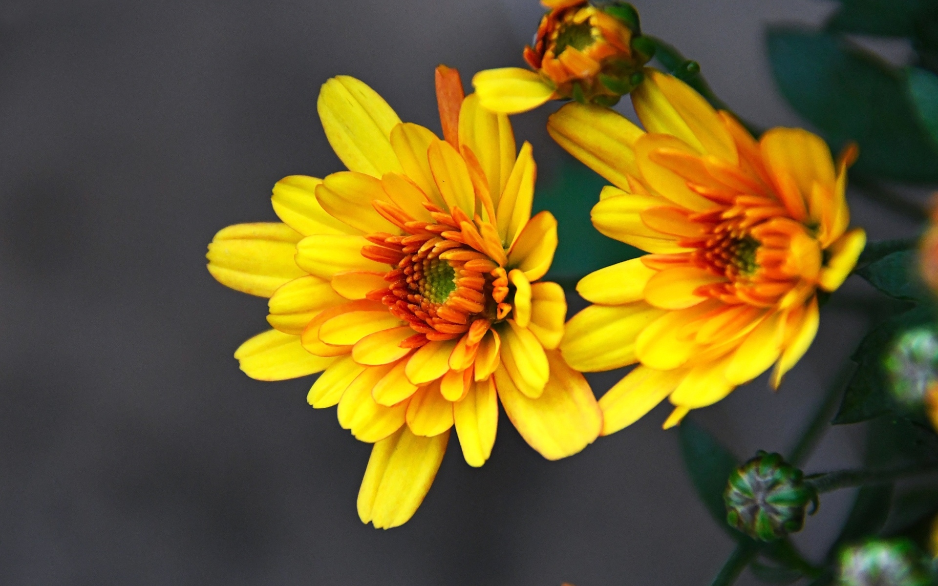 Желтые хризантемы с бутонами на сером фоне