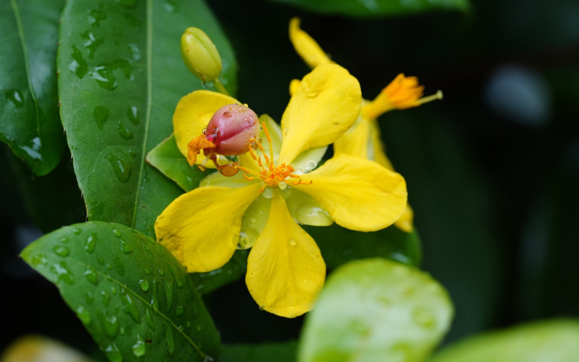 Желтый цветок гиперкум в каплях дождя