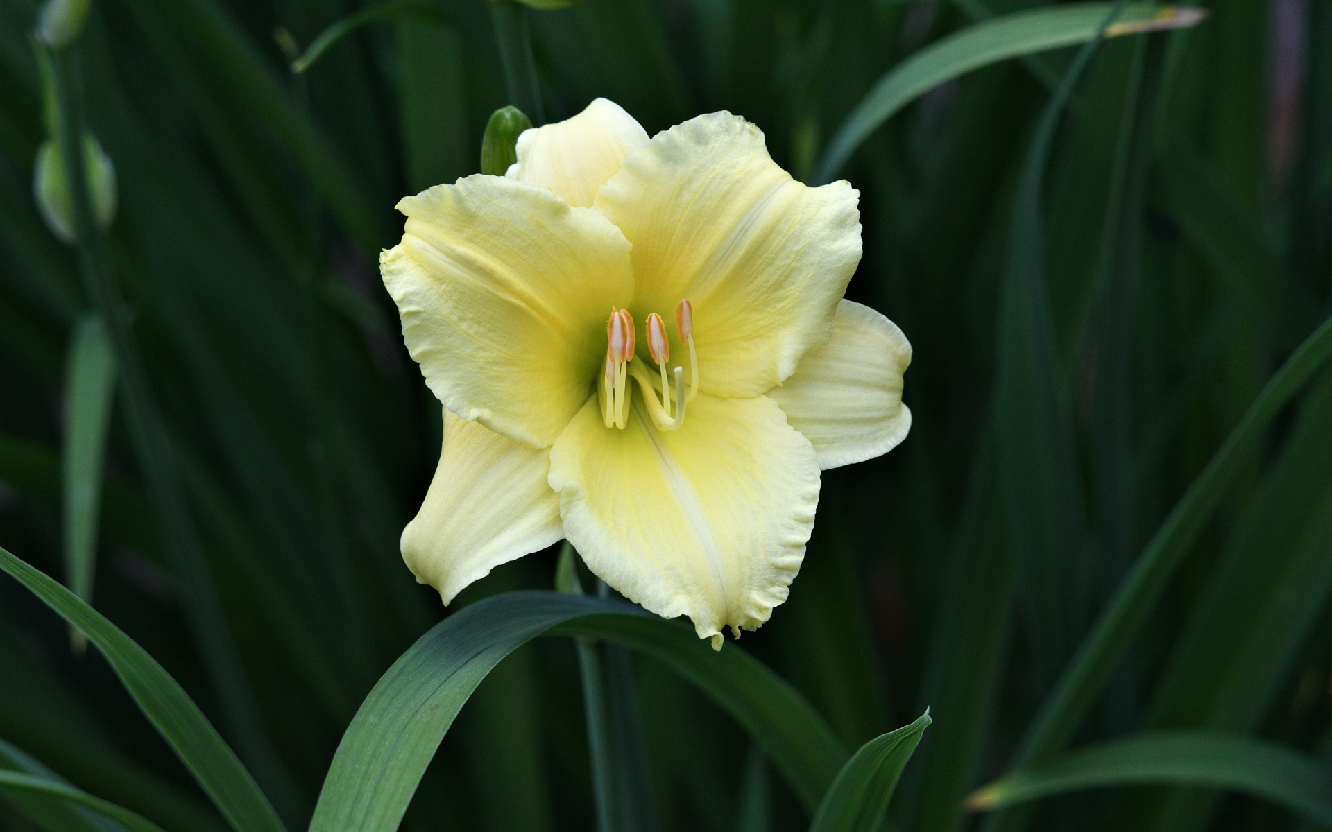 Желтый цветок лилии в зеленых листьях