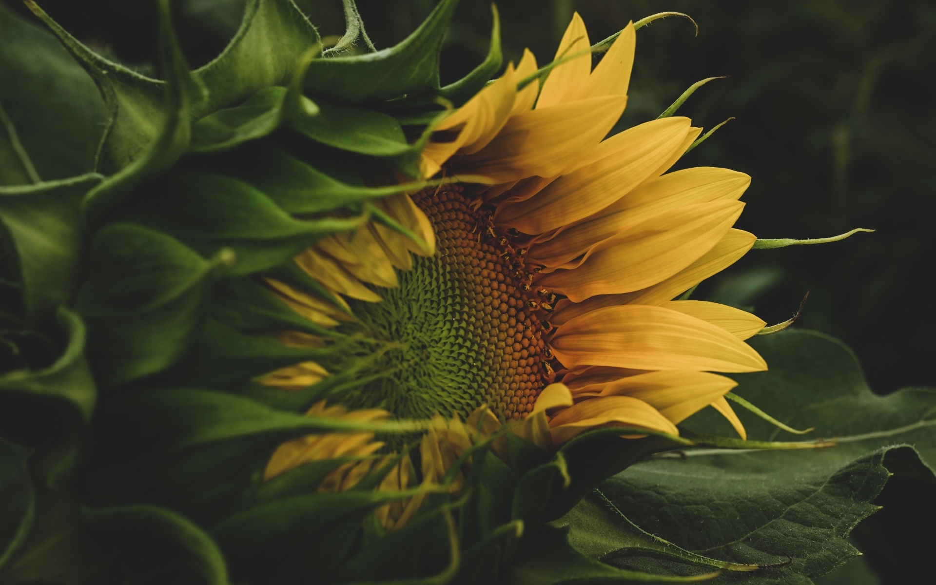 Желтый цветок подсолнуха с зелеными листьями