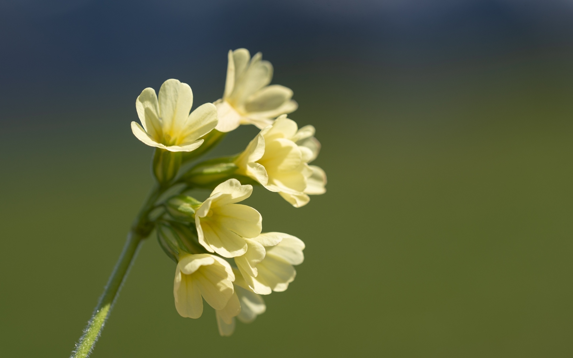 Желтые полевые цветы крупным планом