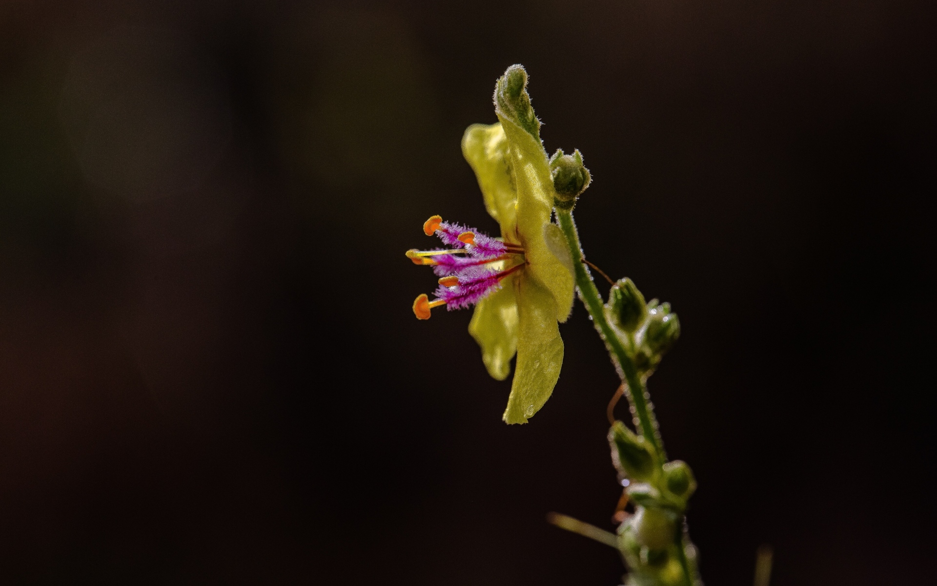 Желтый полевой цветок на черном фоне