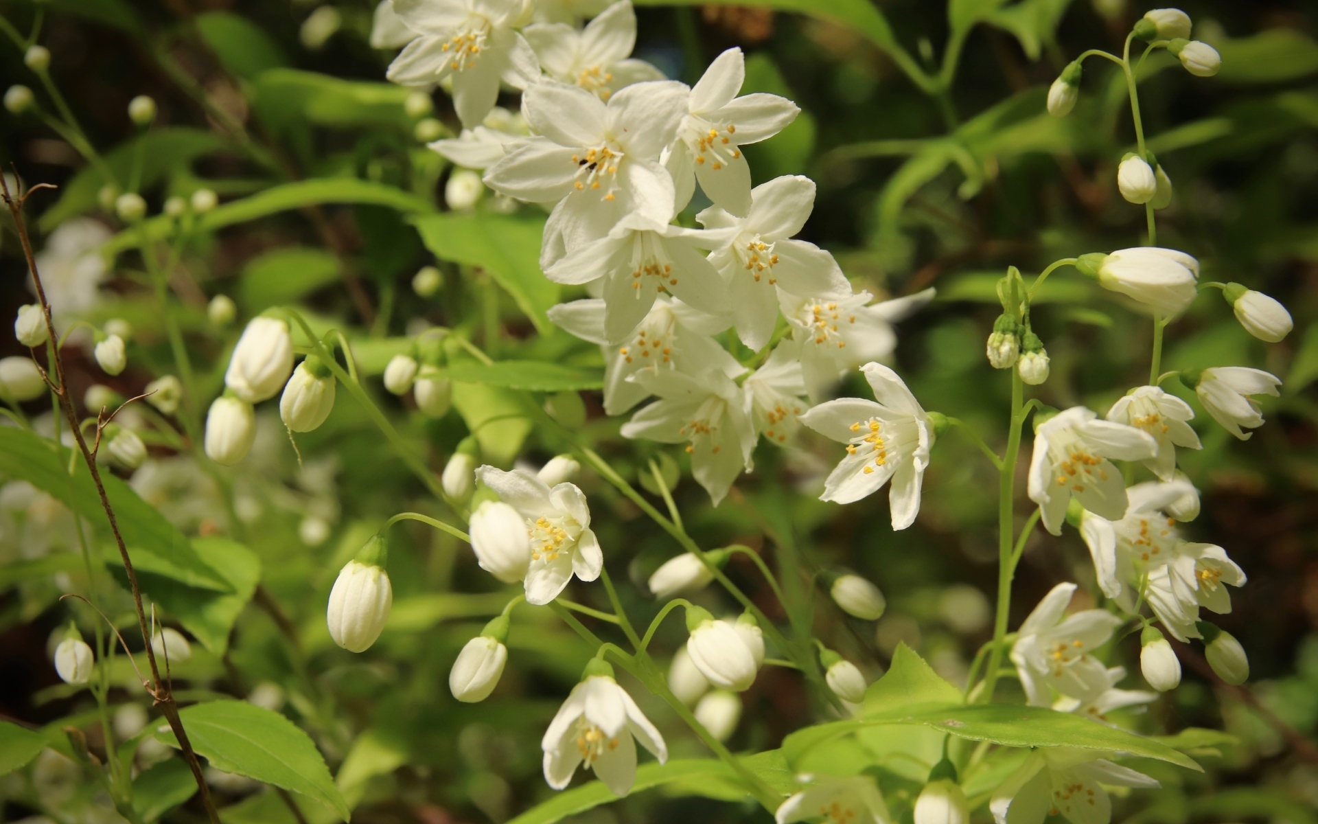 Красивый белый весенний цветок