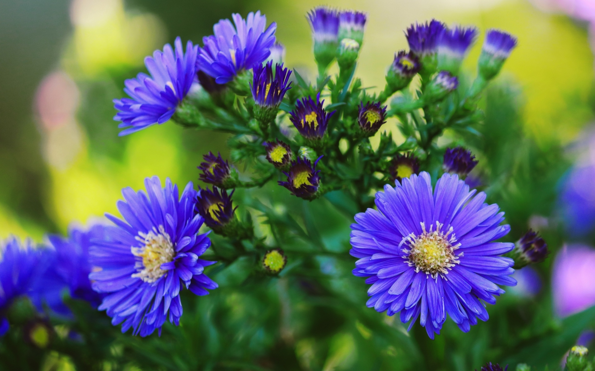 Синий осенний цветок сентябринка