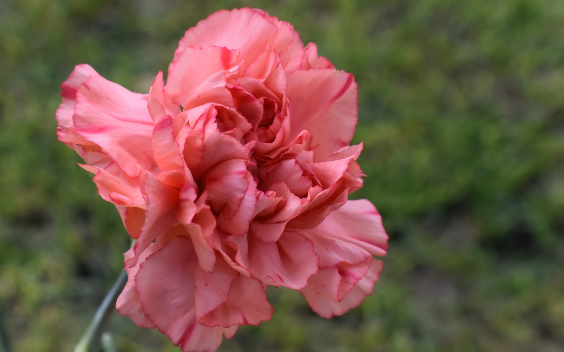 Розовая гвоздика крупным планом