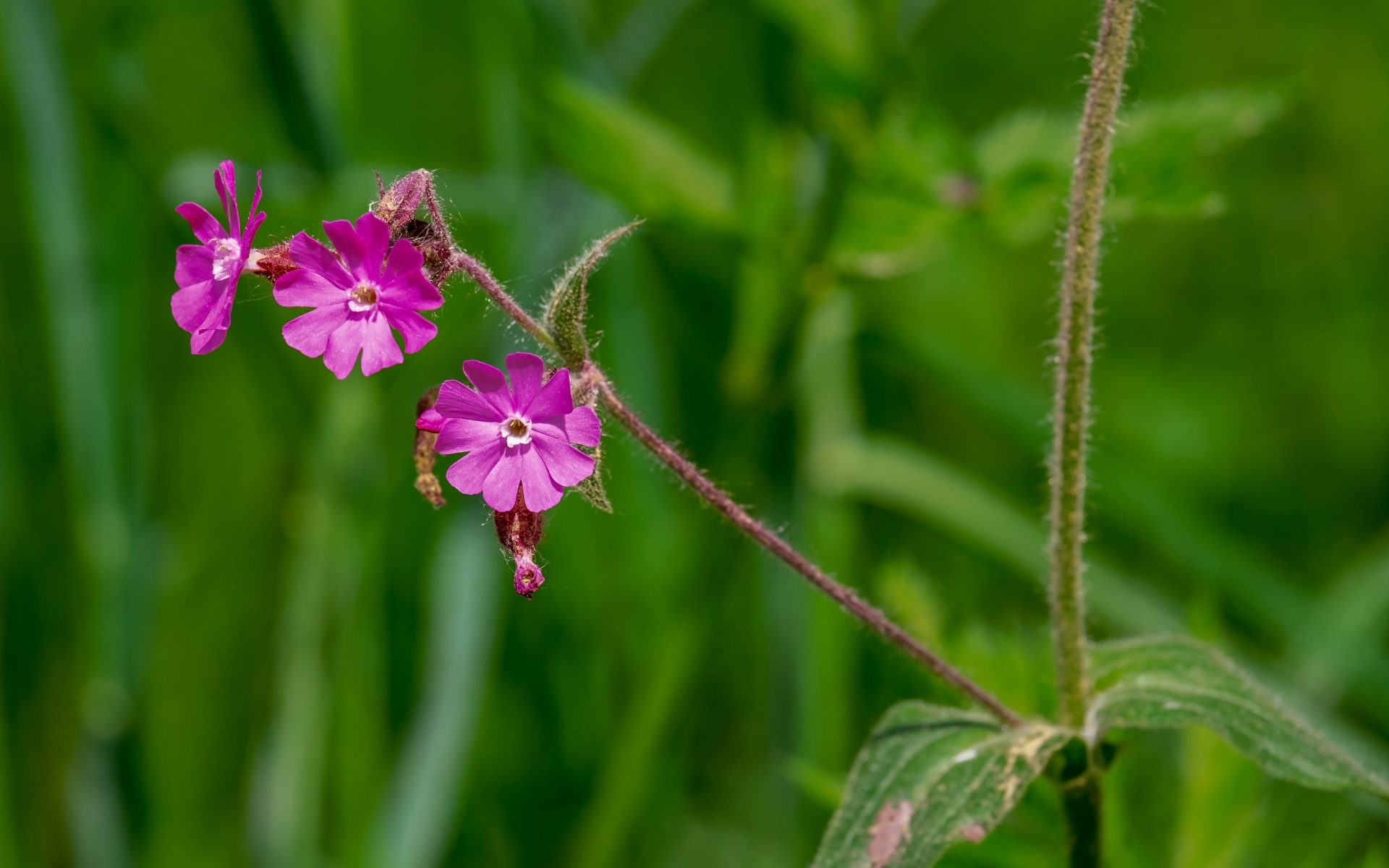 Розовые цветы полевой гвоздики