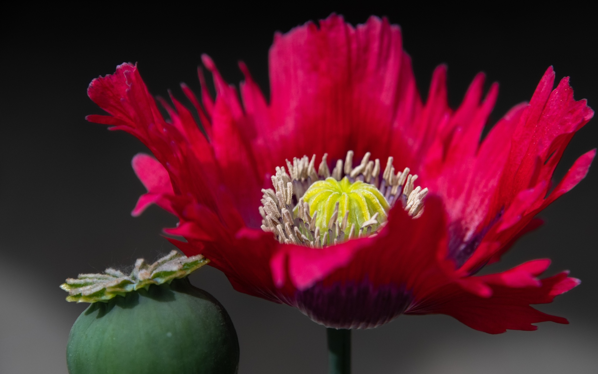 Розовый садовый декоративный мак 