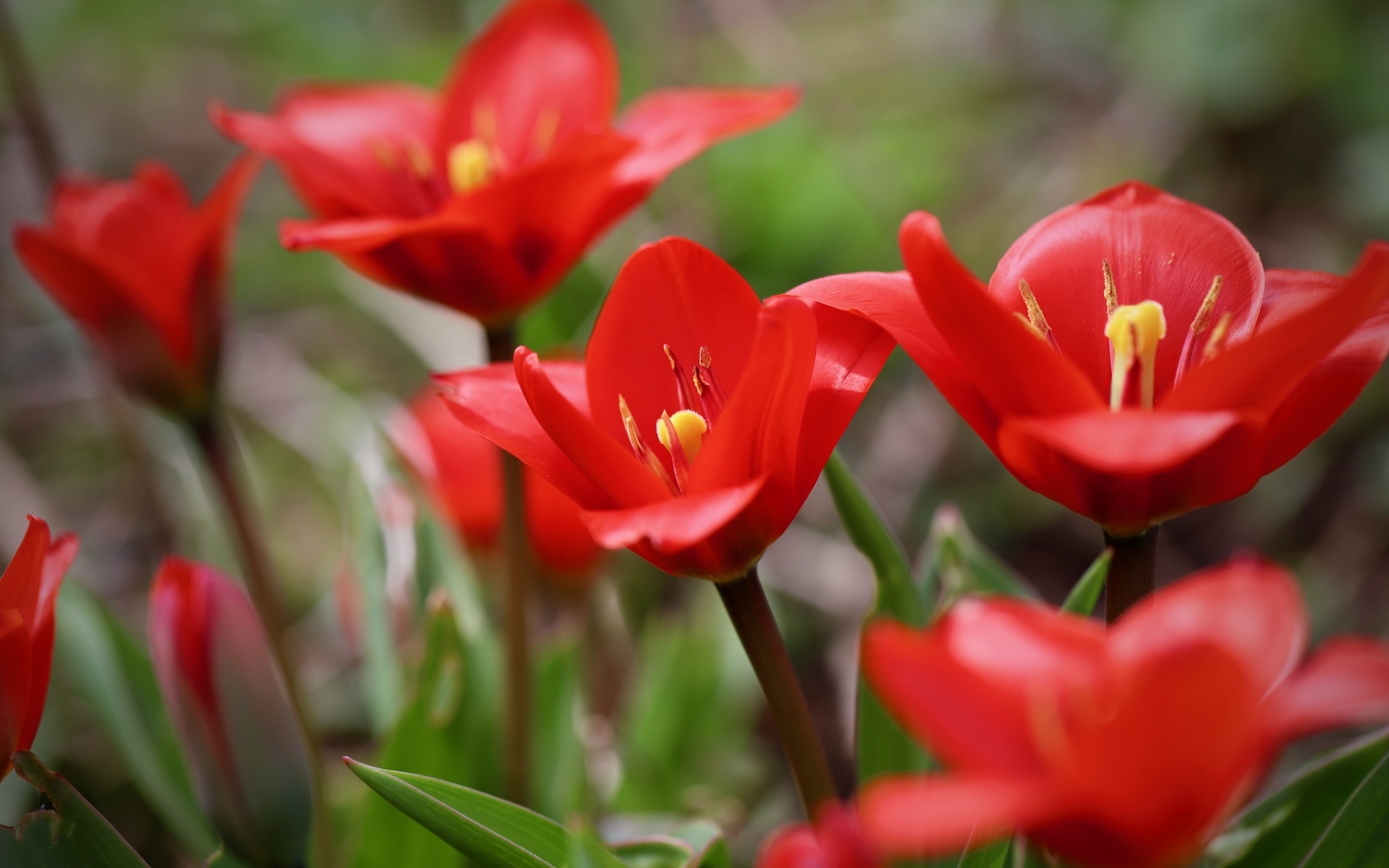 Маленькие красивые красные тюльпаны