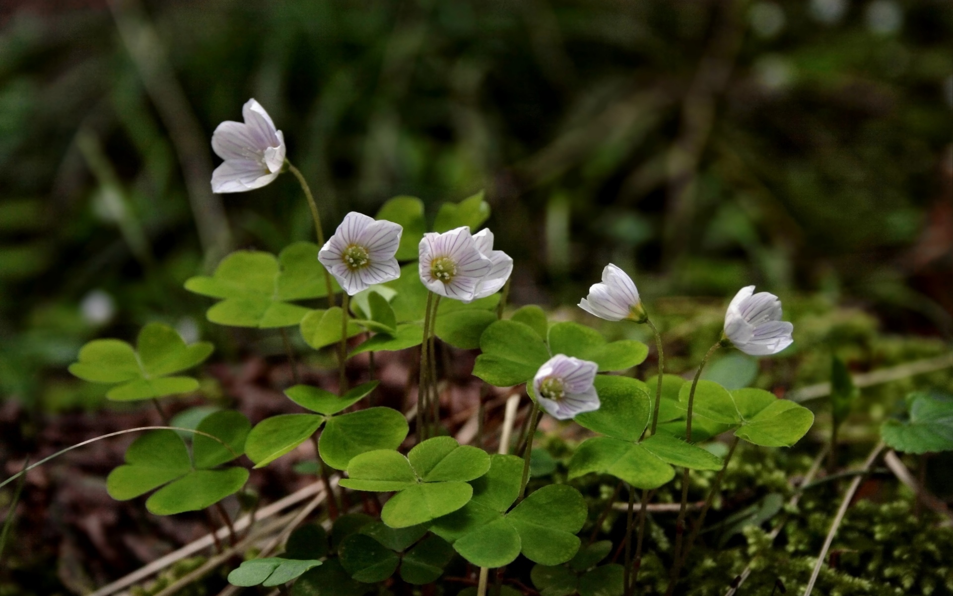 Маленькие цветы четырехлистного клевера
