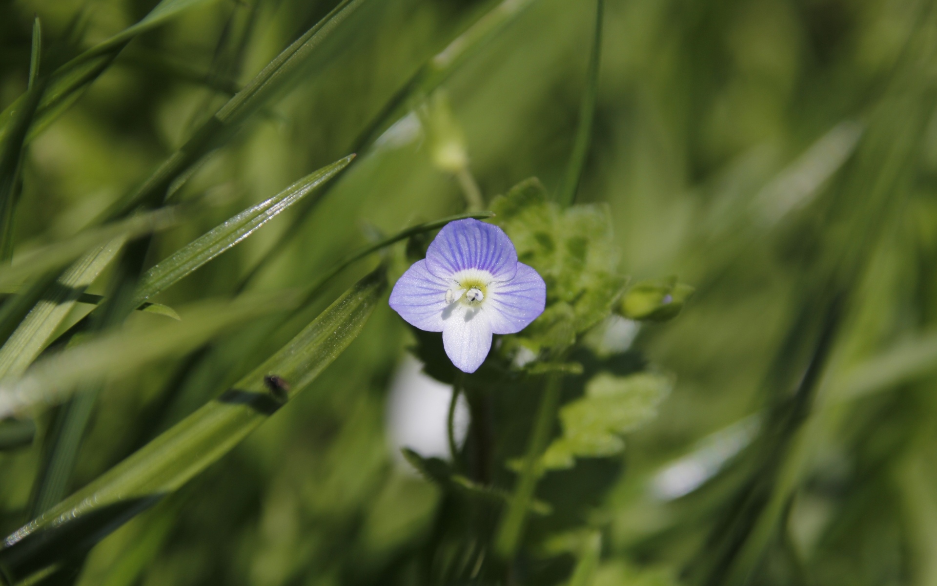 Маленький фиолетовый цветок гипсофилы