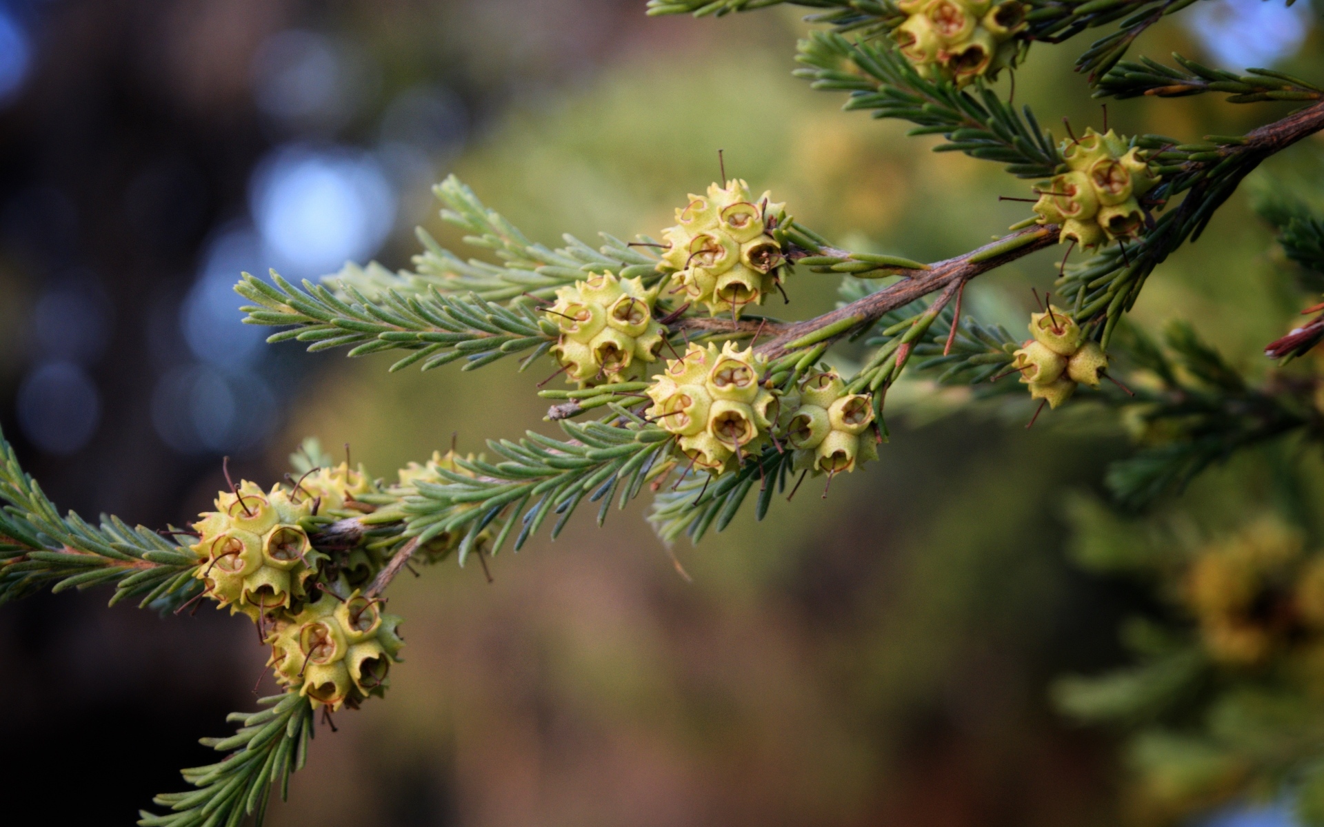 Зеленая ветка ели с семенами
