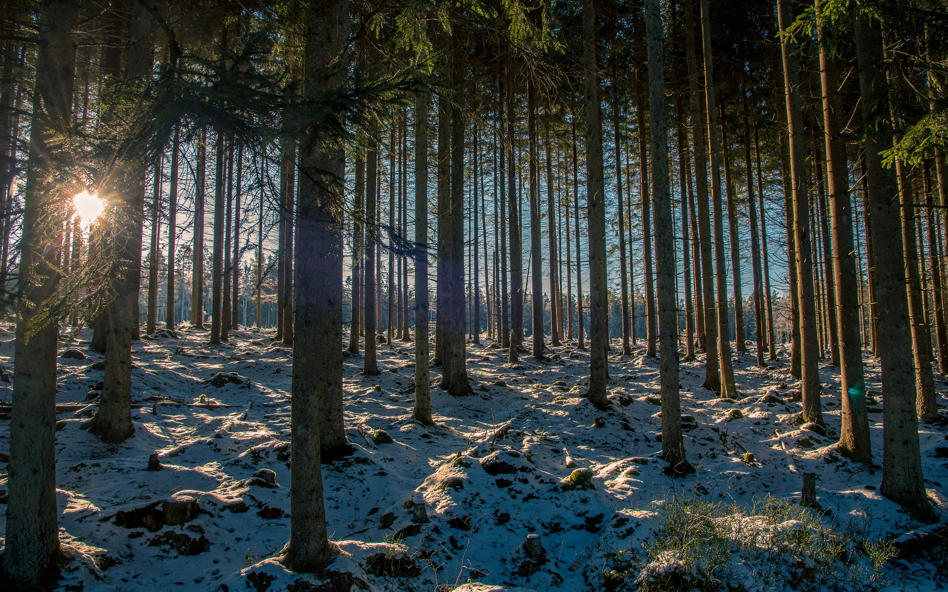 Заснеженный хвойный лес в лучах солнца