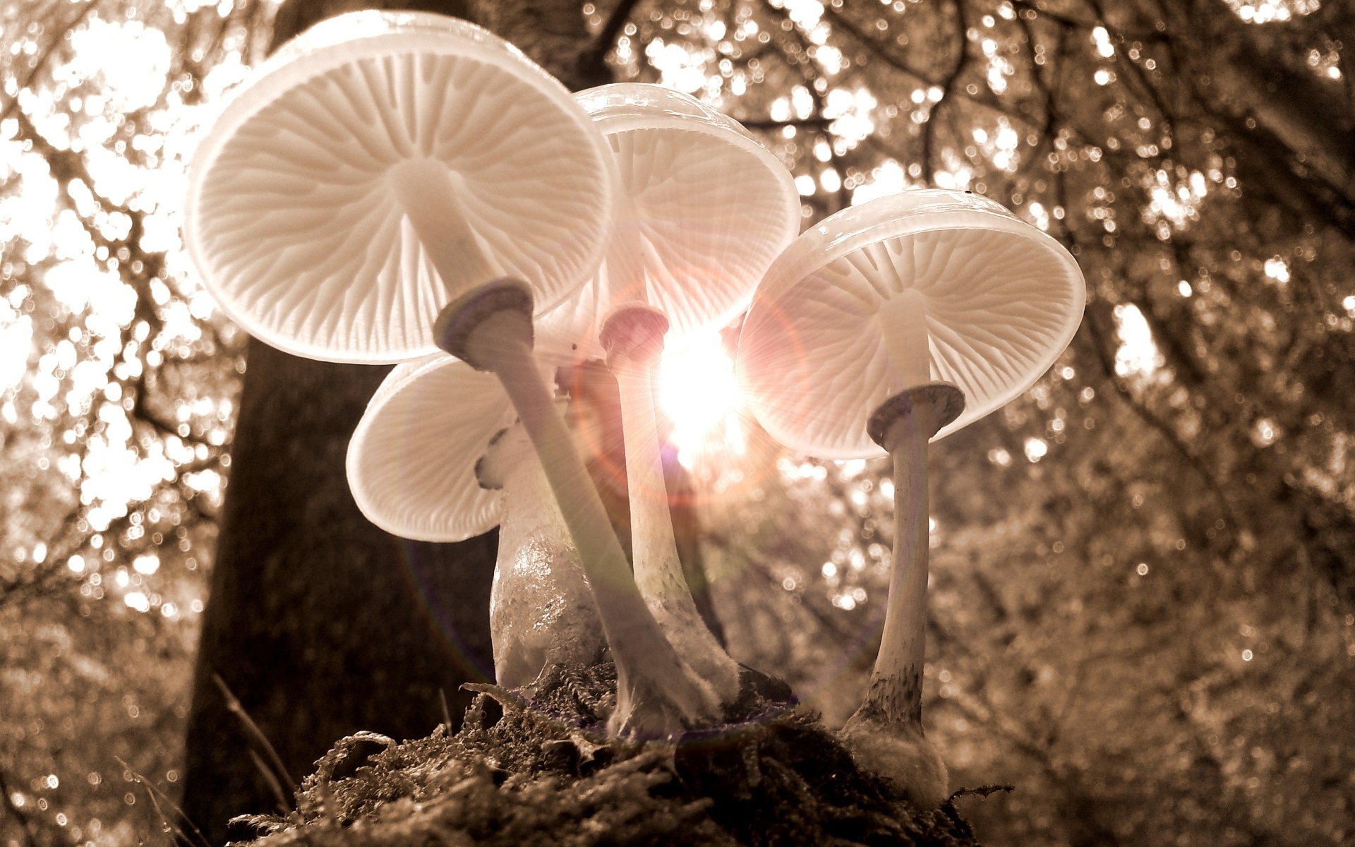 Красивые прозрачные грибы в лучах солнца в лесу