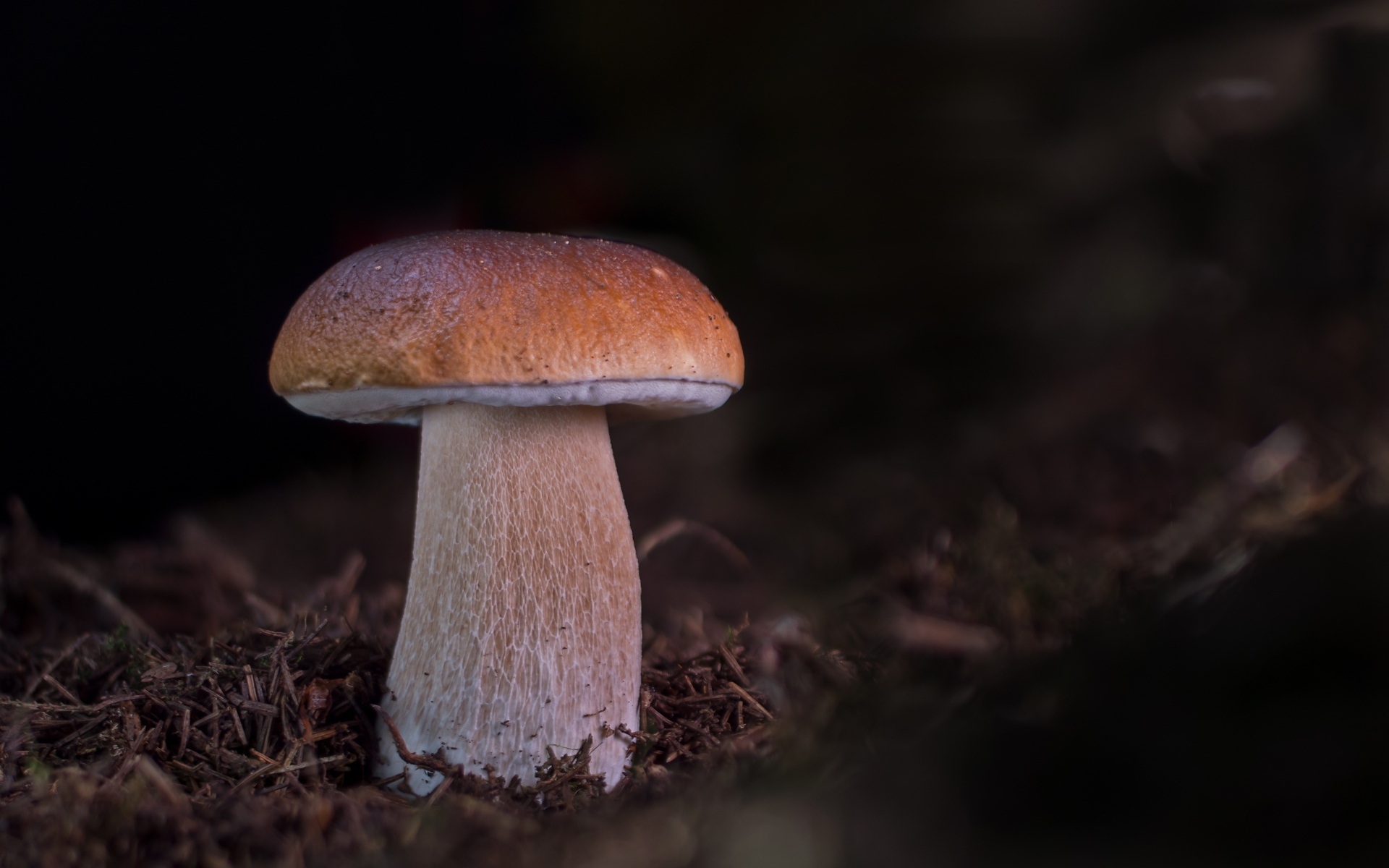 Большой белый гриб растет в лесу