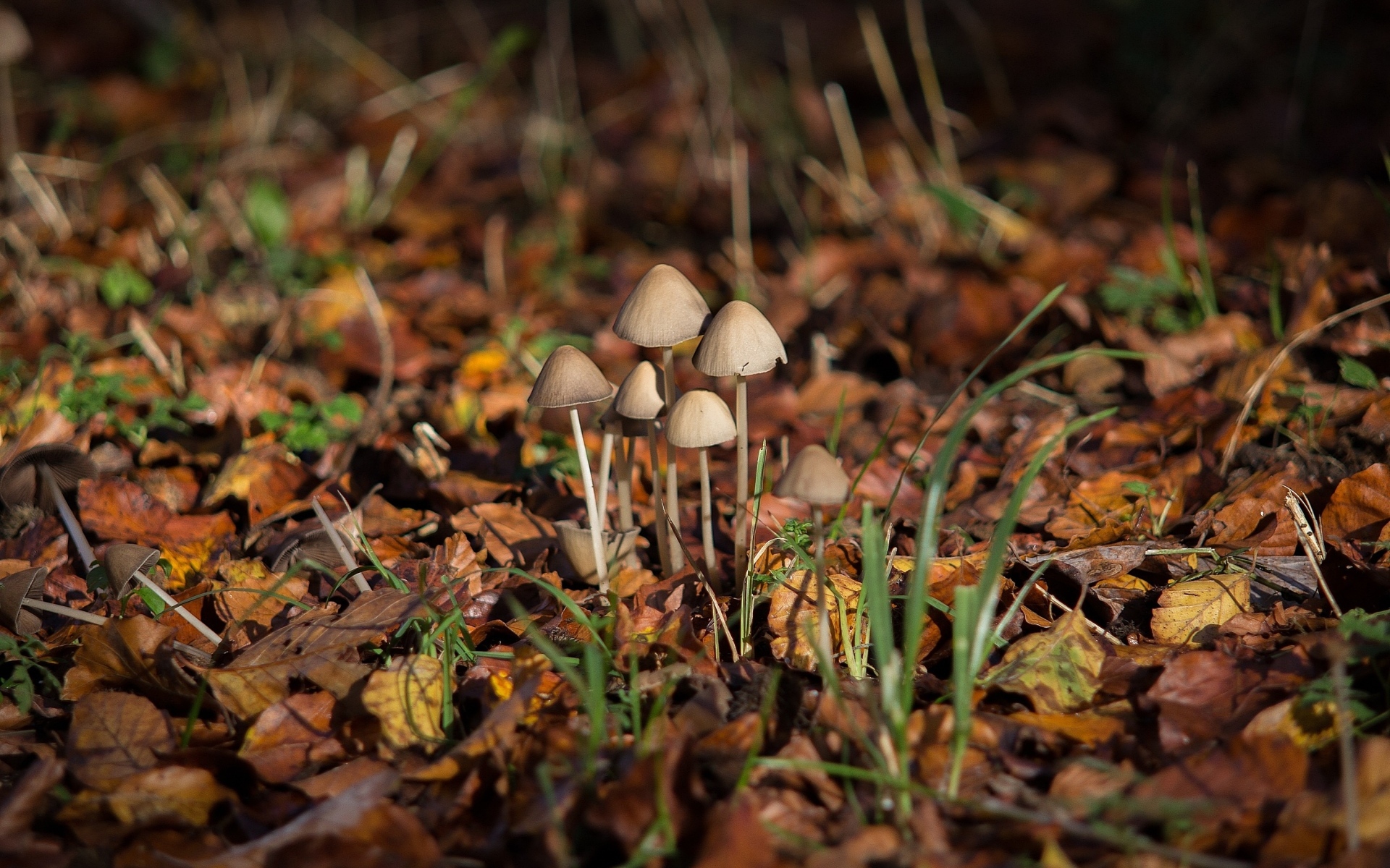 Маленькие грибы поганки на покрытой листвой земле