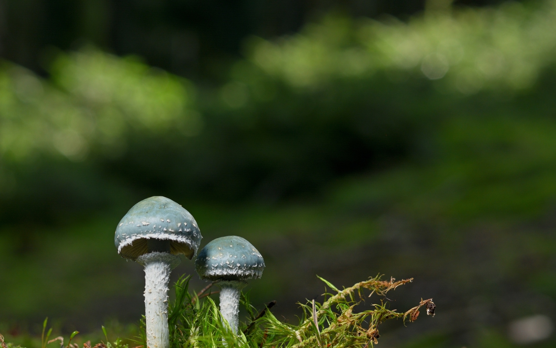 Два гриба и зеленый мох крупным планом