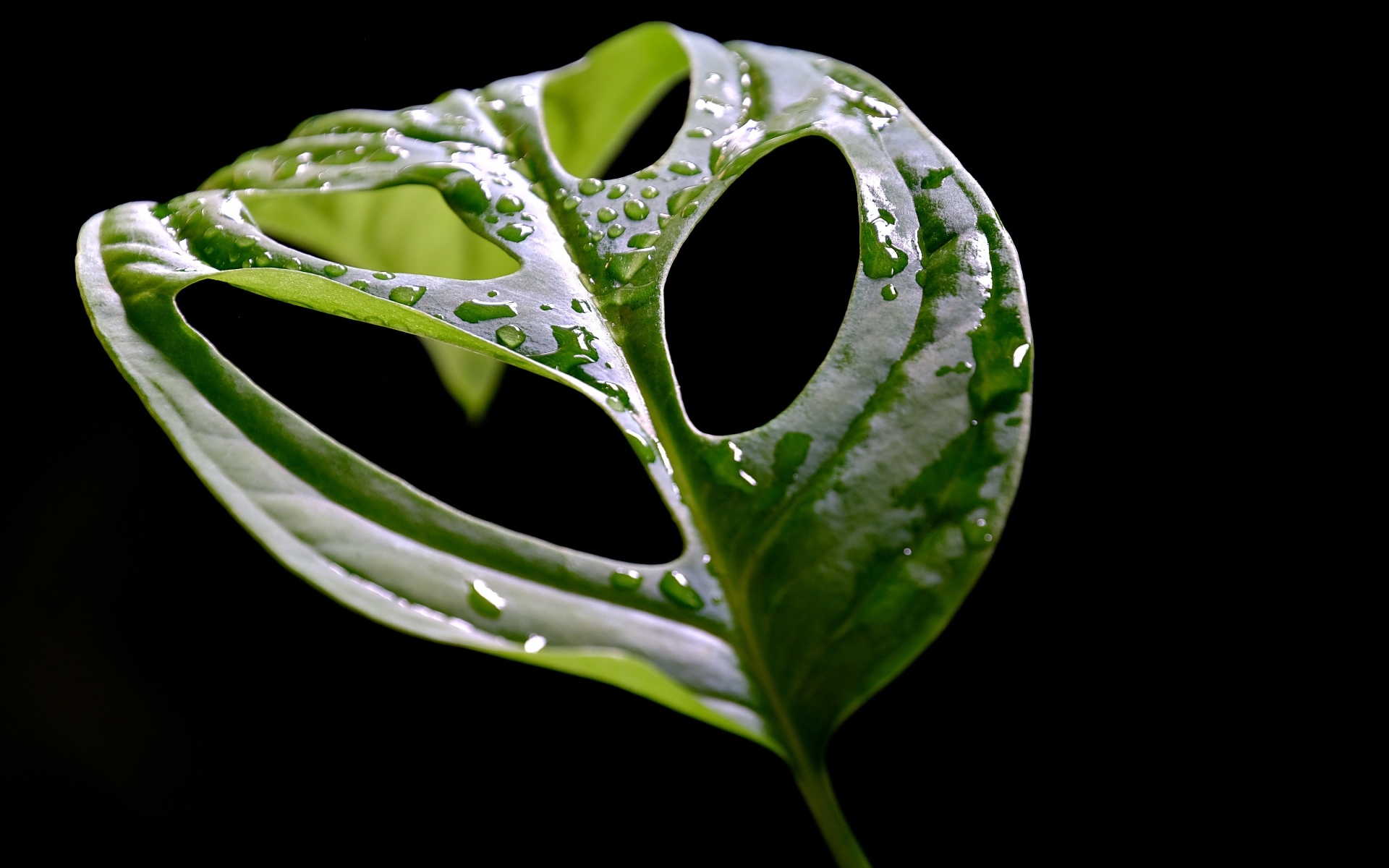 Большой мокрый зеленый лист на черном фоне