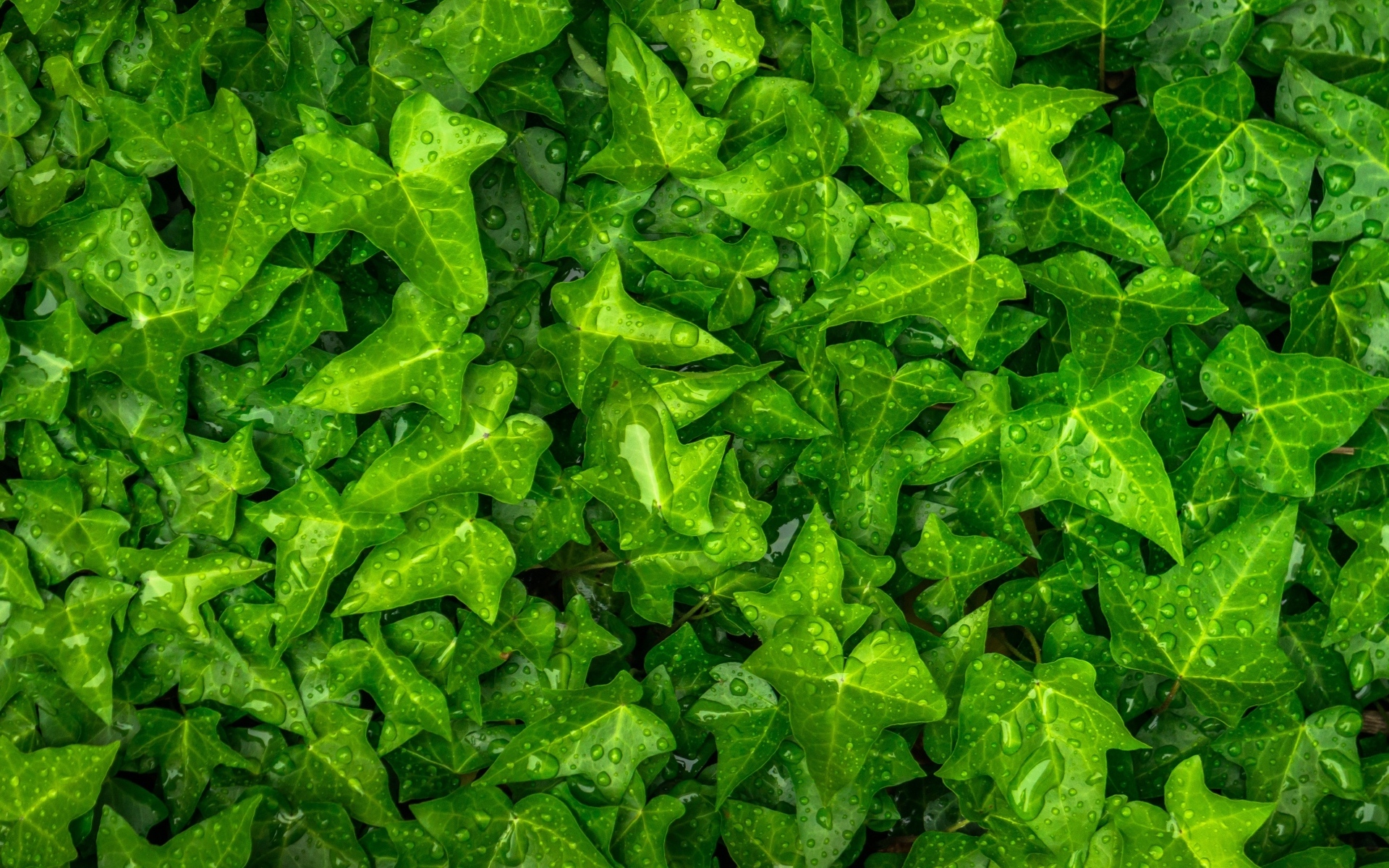 Зеленые листья плюща в каплях воды
