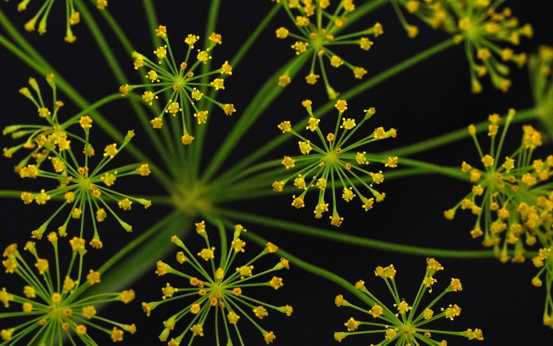 Желтый зонтик укропа крупным планом