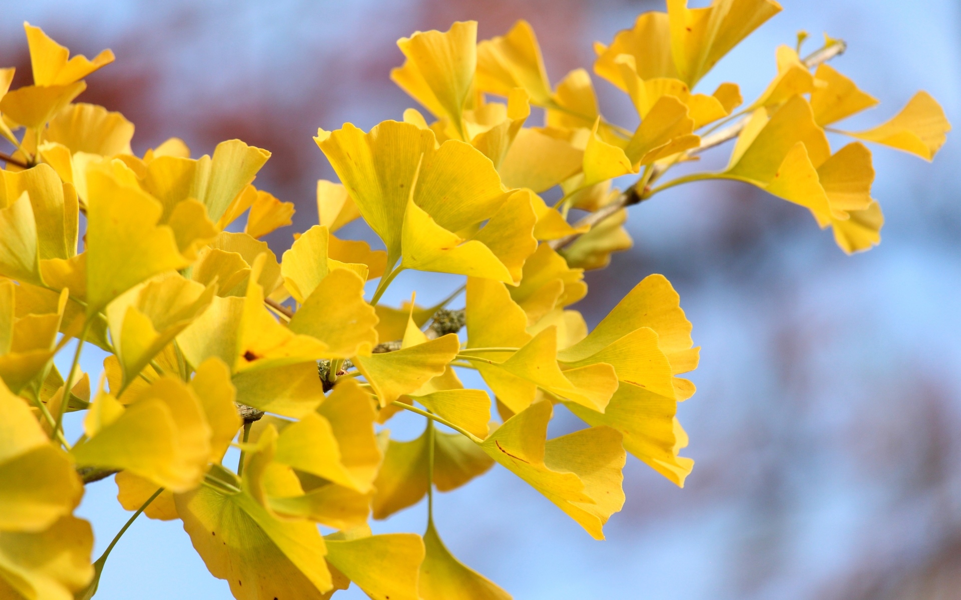 Желтые листья гинкго на ветке