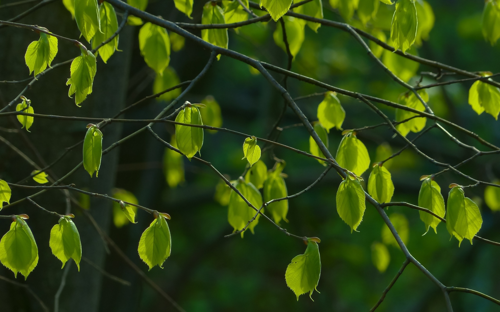 Молодые зеленые листья на ветках крупным планом