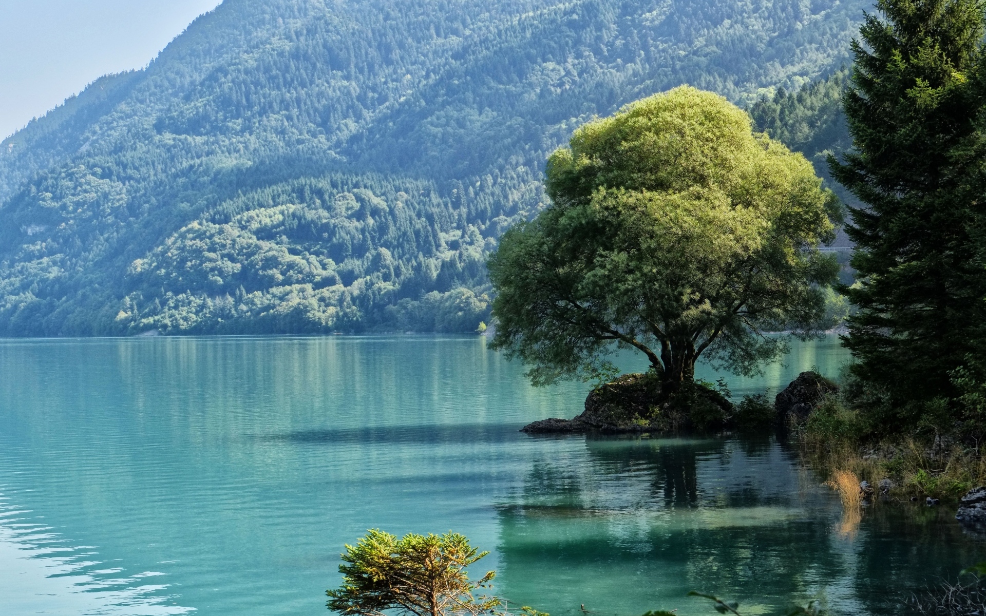 Большое дерево на берегу горного озера