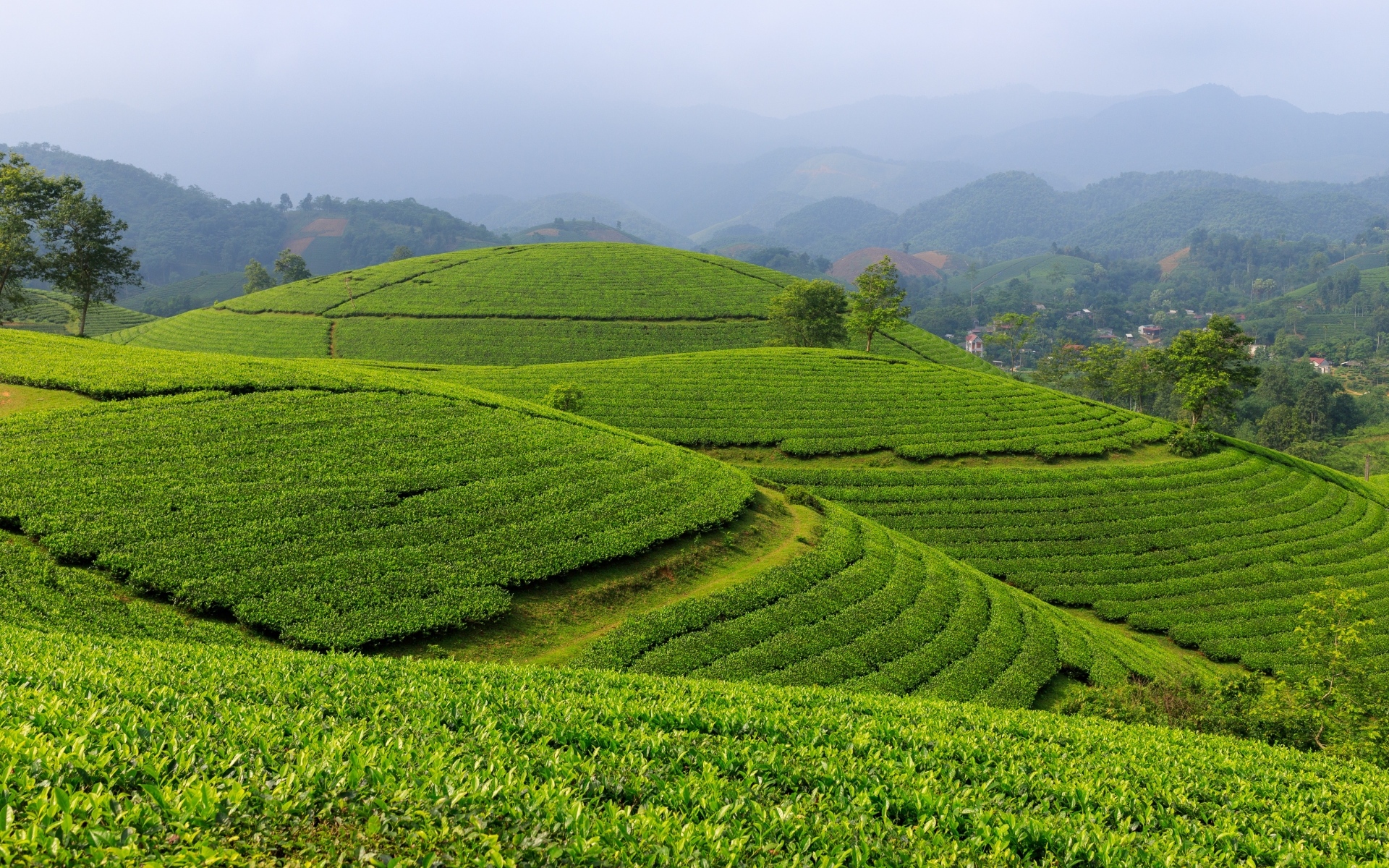 Зеленые чайные плантации, Вьетнам