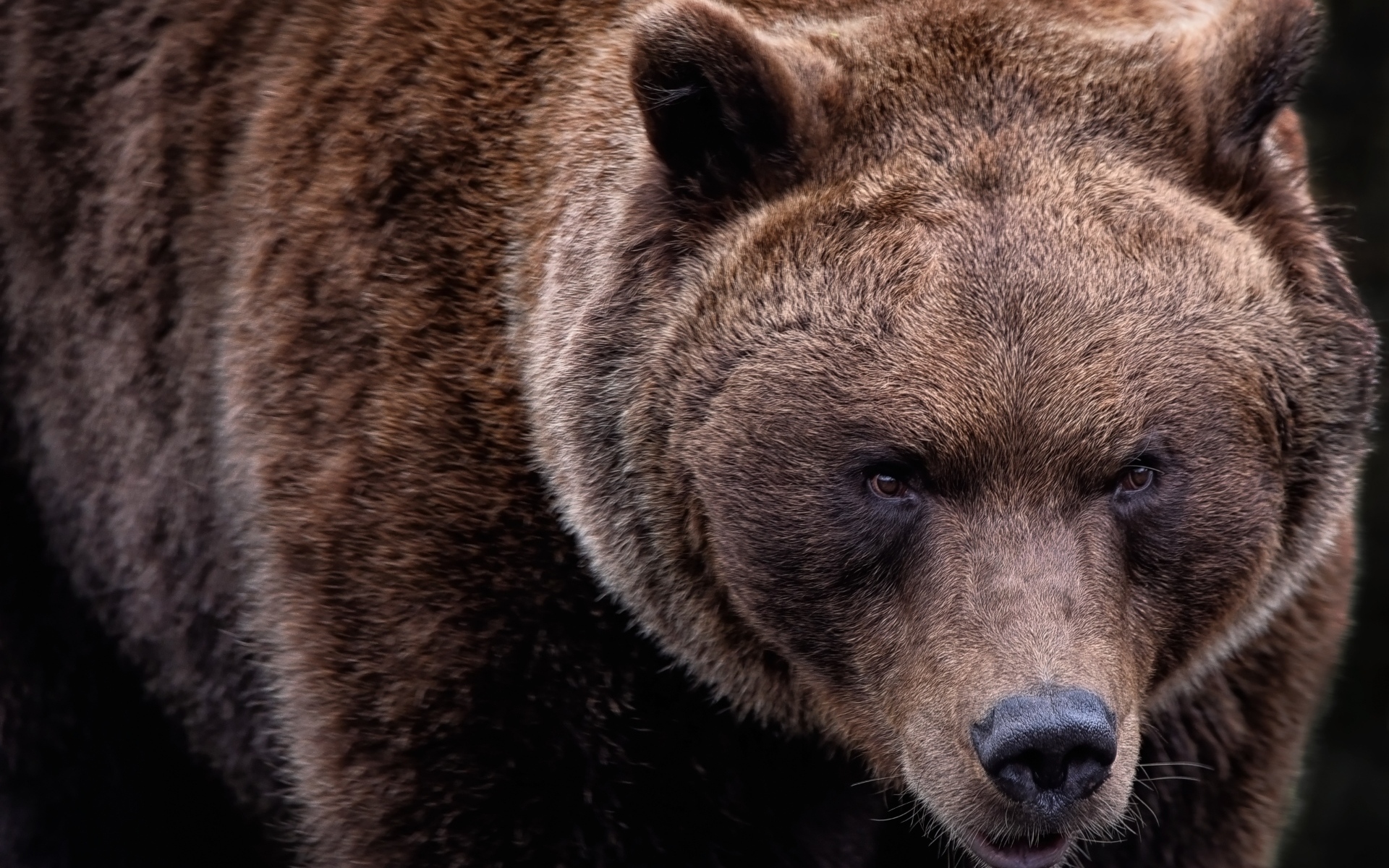 Большой бурый медведь крупным планом