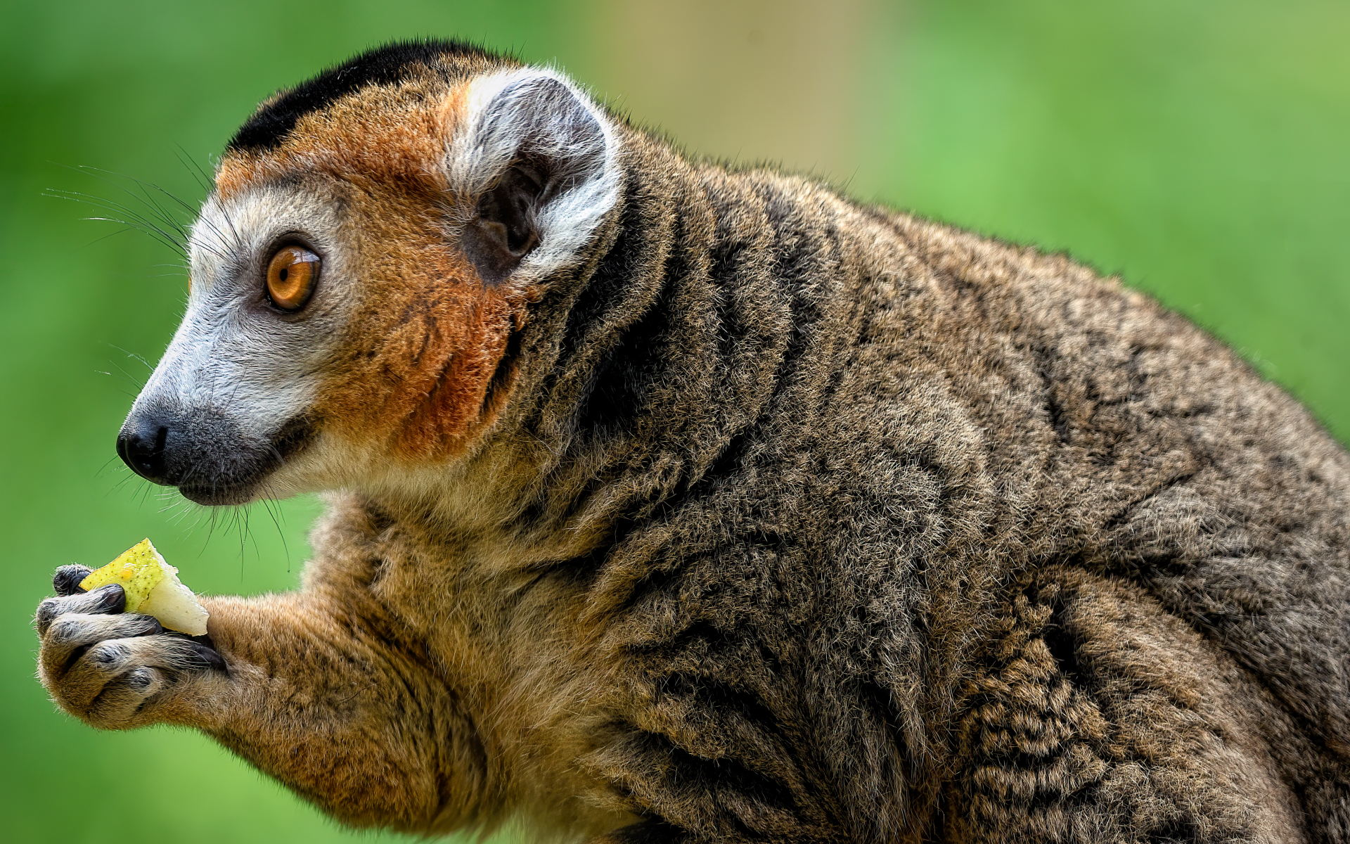 Лемур с коричневыми глазами ест грушу