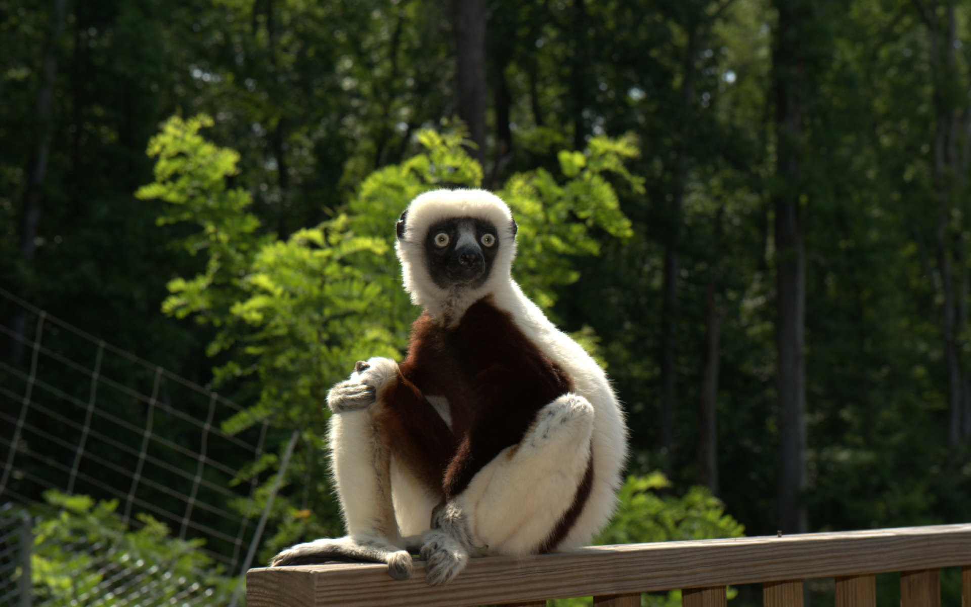 Лемур сифака в зоопарке 